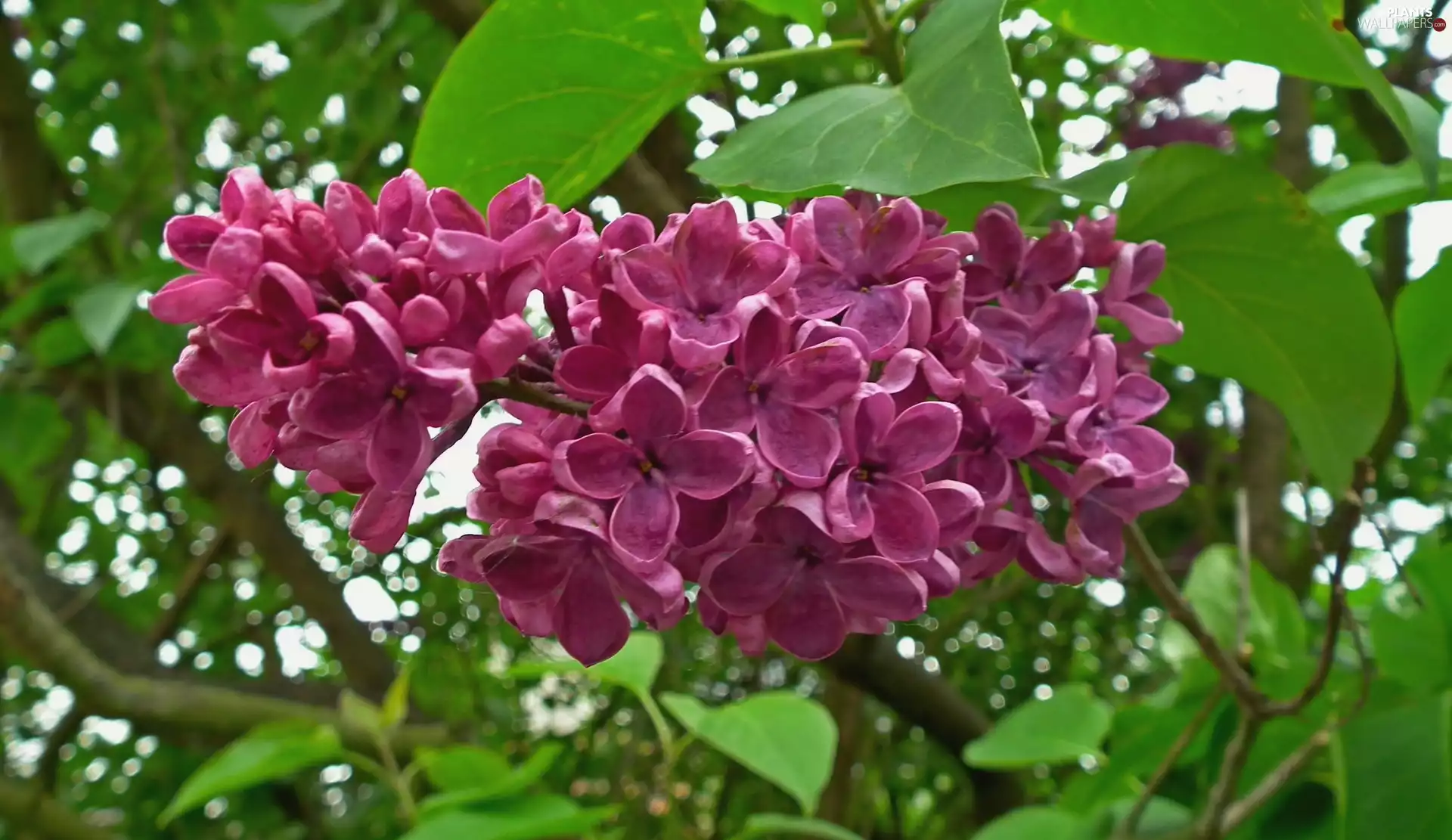 nature, without, Violet, Plants