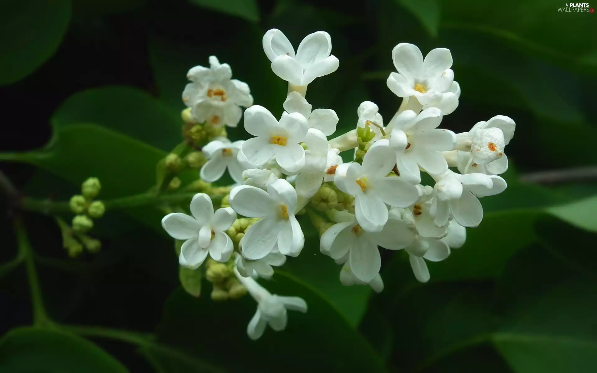 nature, without, White, Plants