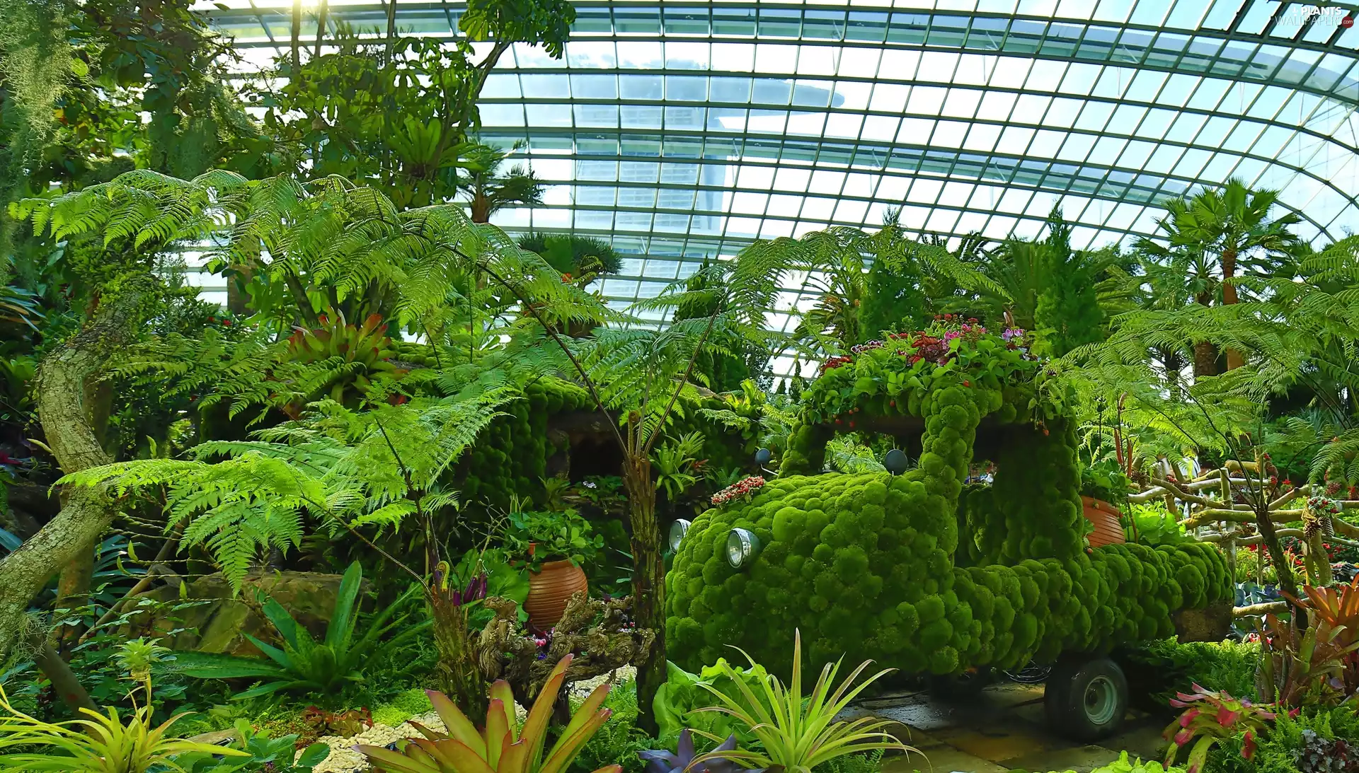Palms, Palm House, Plants