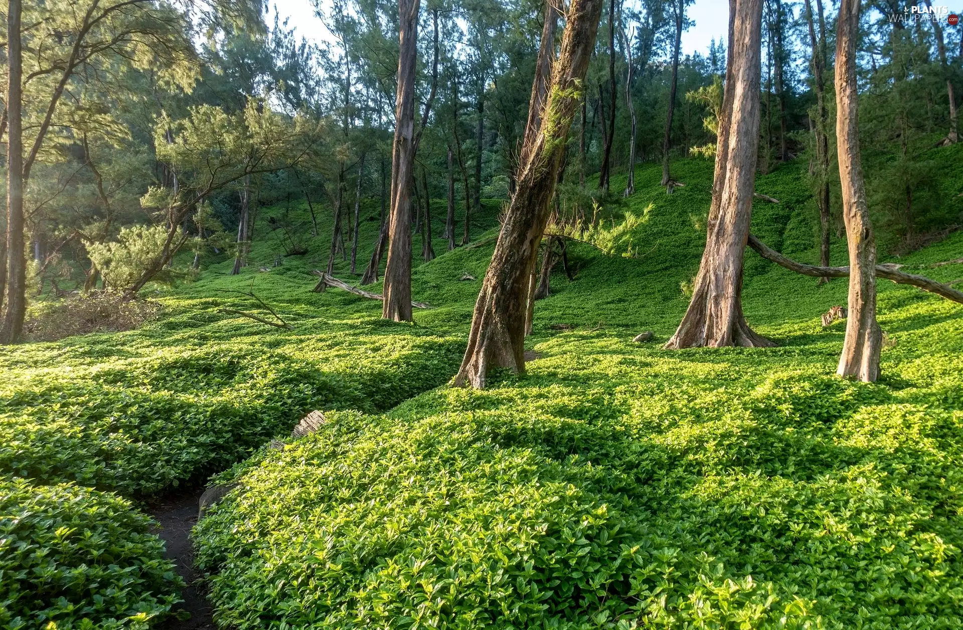 viewes, Plants, Path, trees, forest