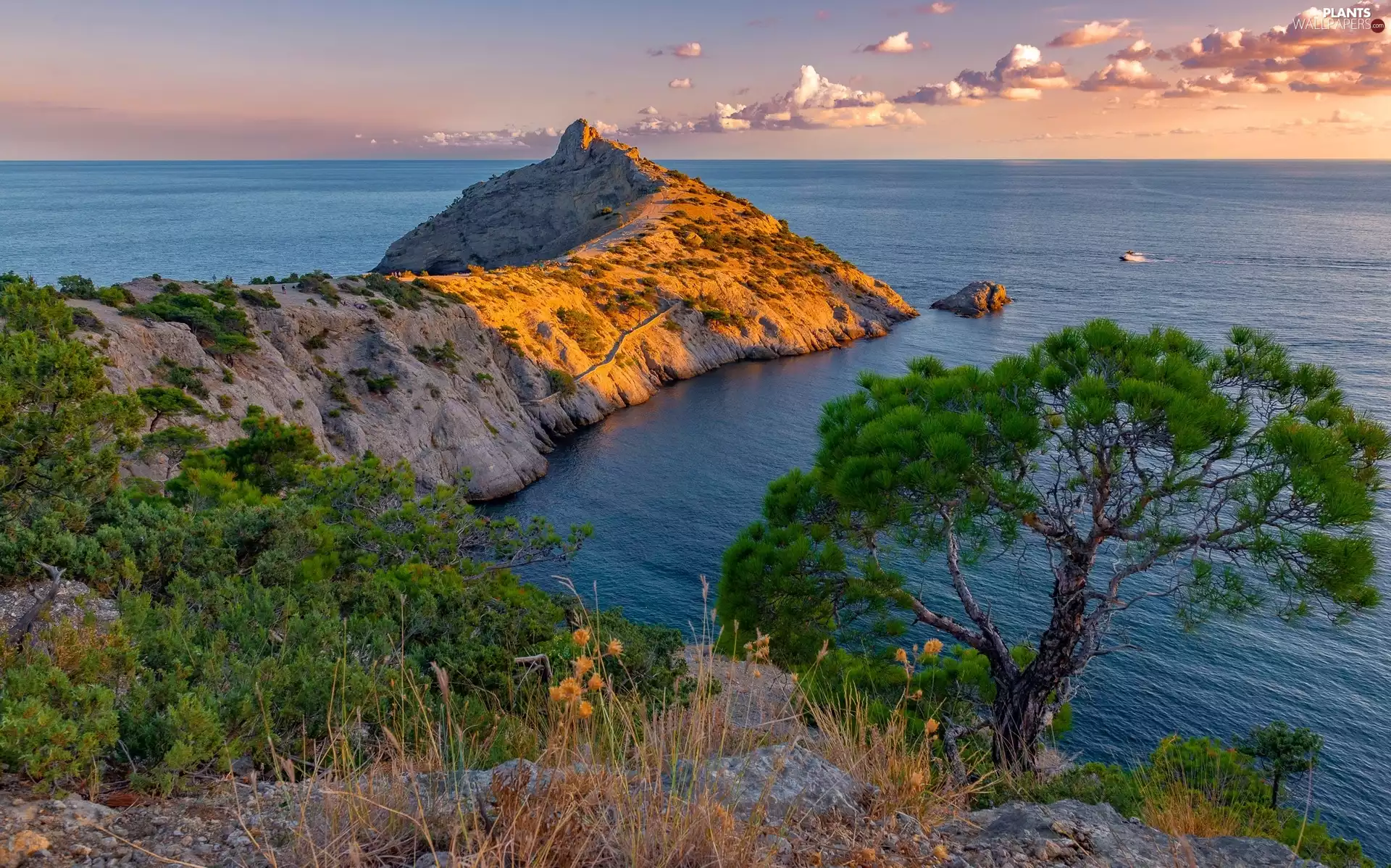 trees, Plants, peninsula, rocks, sea