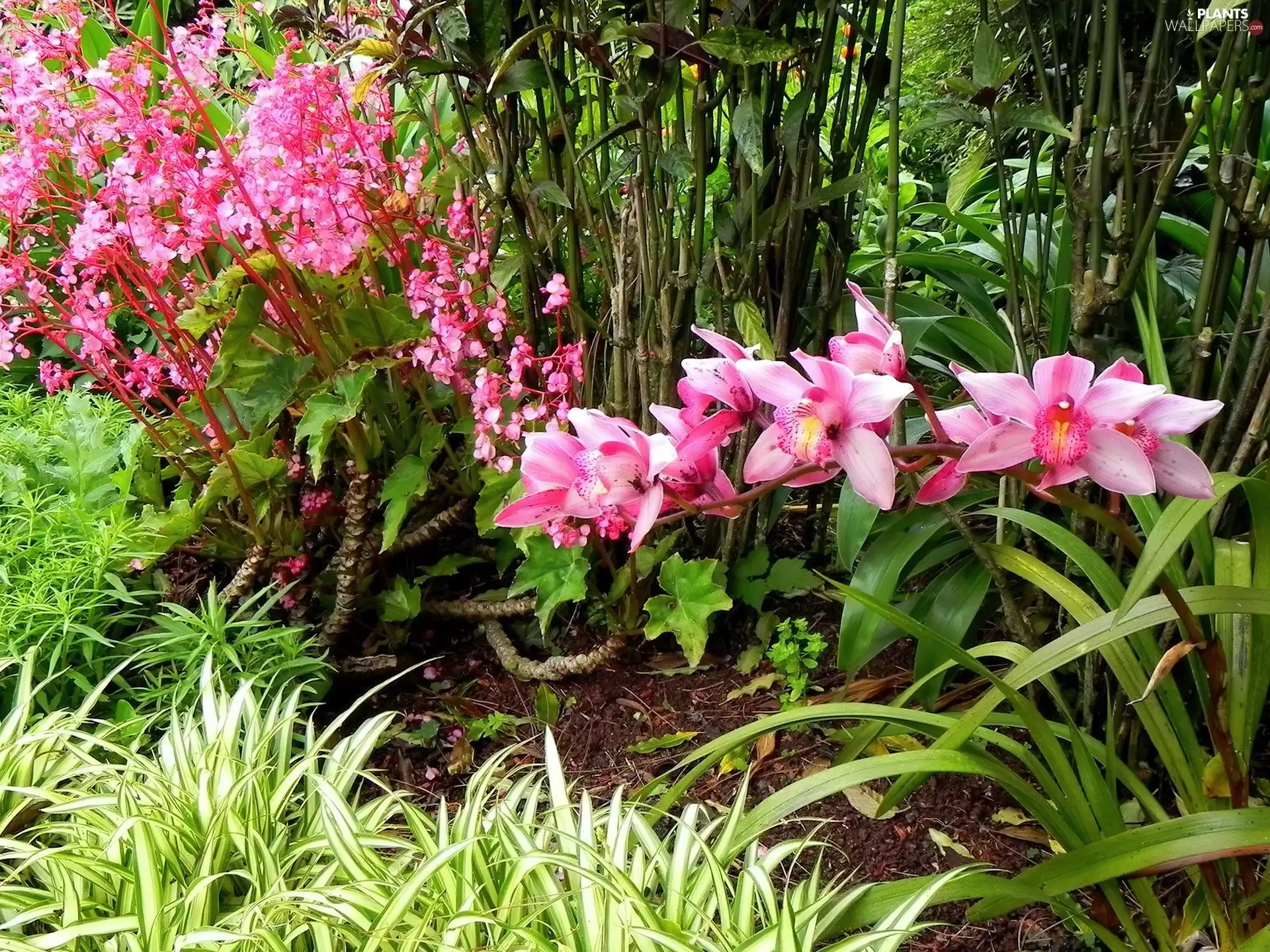 orchid, Park, grass, Plants, fancy, Pink