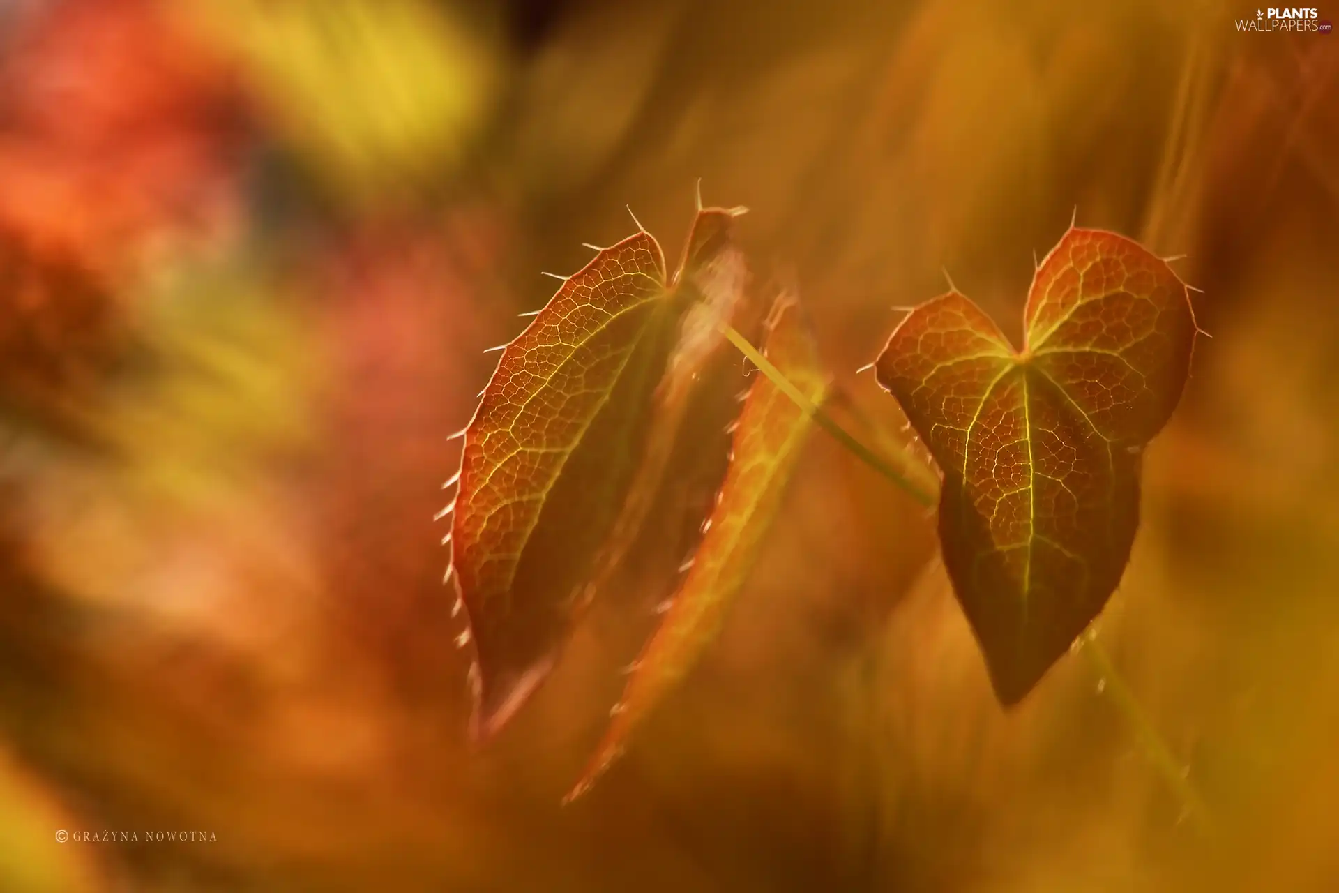 Plants, Leaf, Red