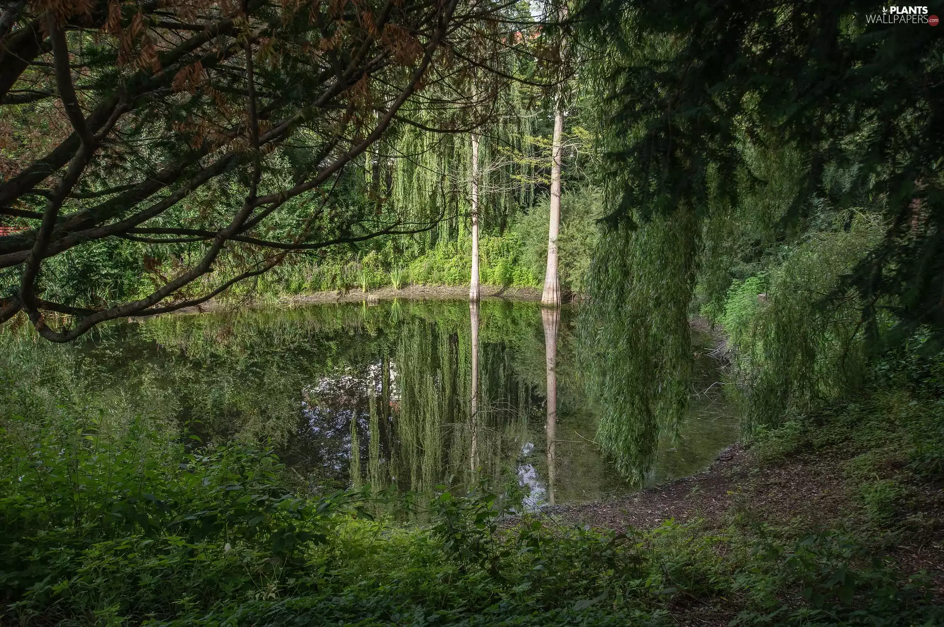 viewes, forest, reflection, Plants, Pond - car, trees