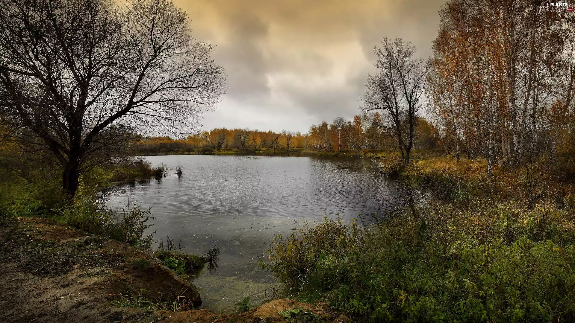 trees, autumn, birch, Plants, viewes, River