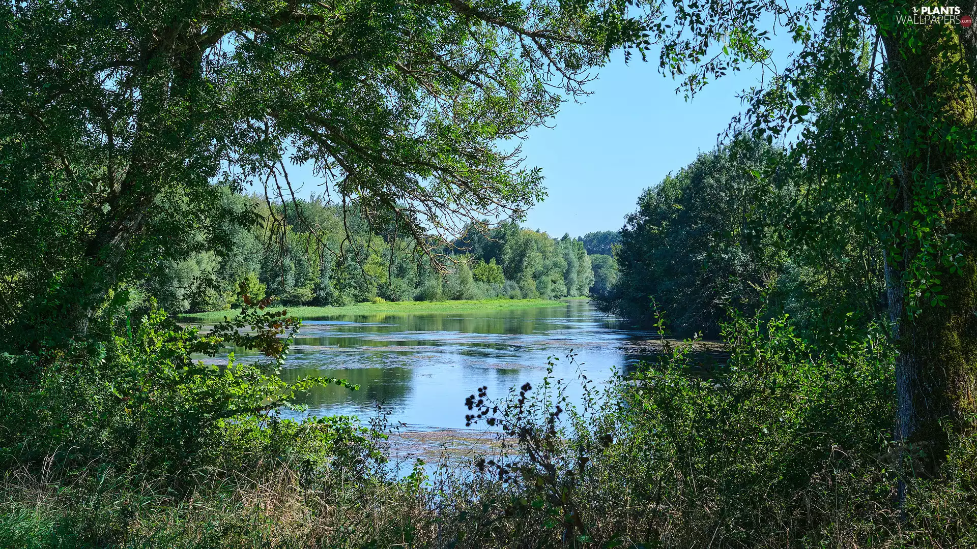 trees, summer, Bush, Plants, viewes, River