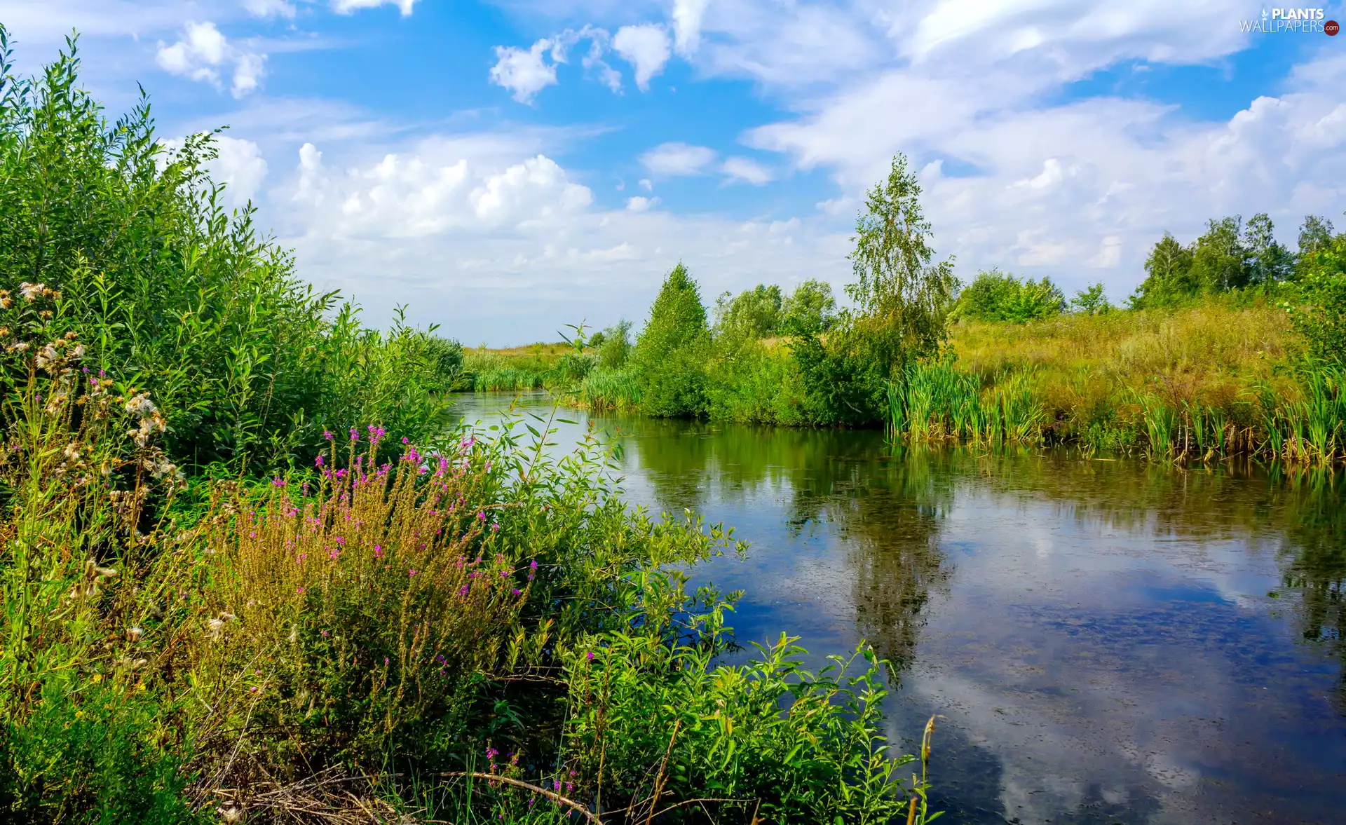 trees, summer, Flowers, Plants, viewes, River
