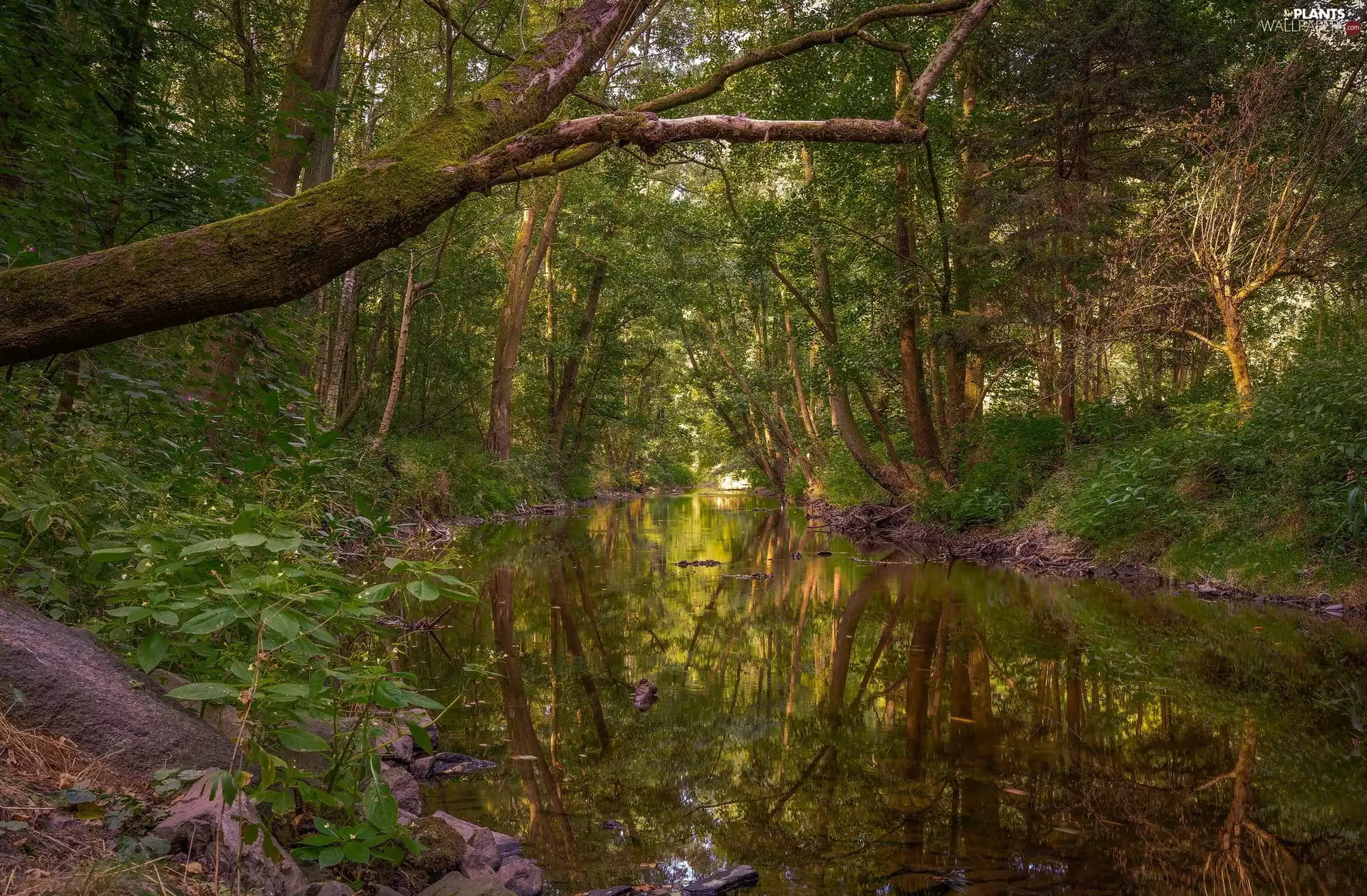 Slopes, forest, trees, Plants, inclined, River