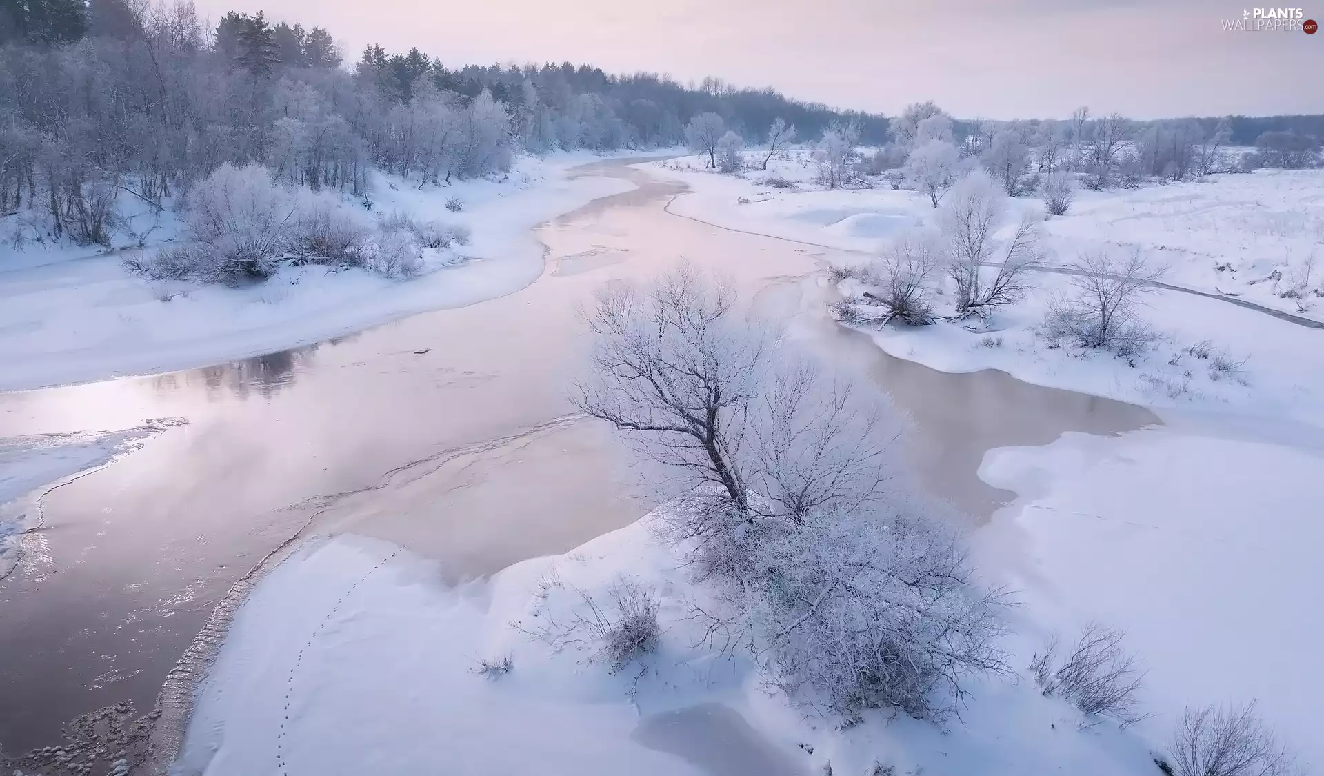 frosty, winter, viewes, Plants, trees, River