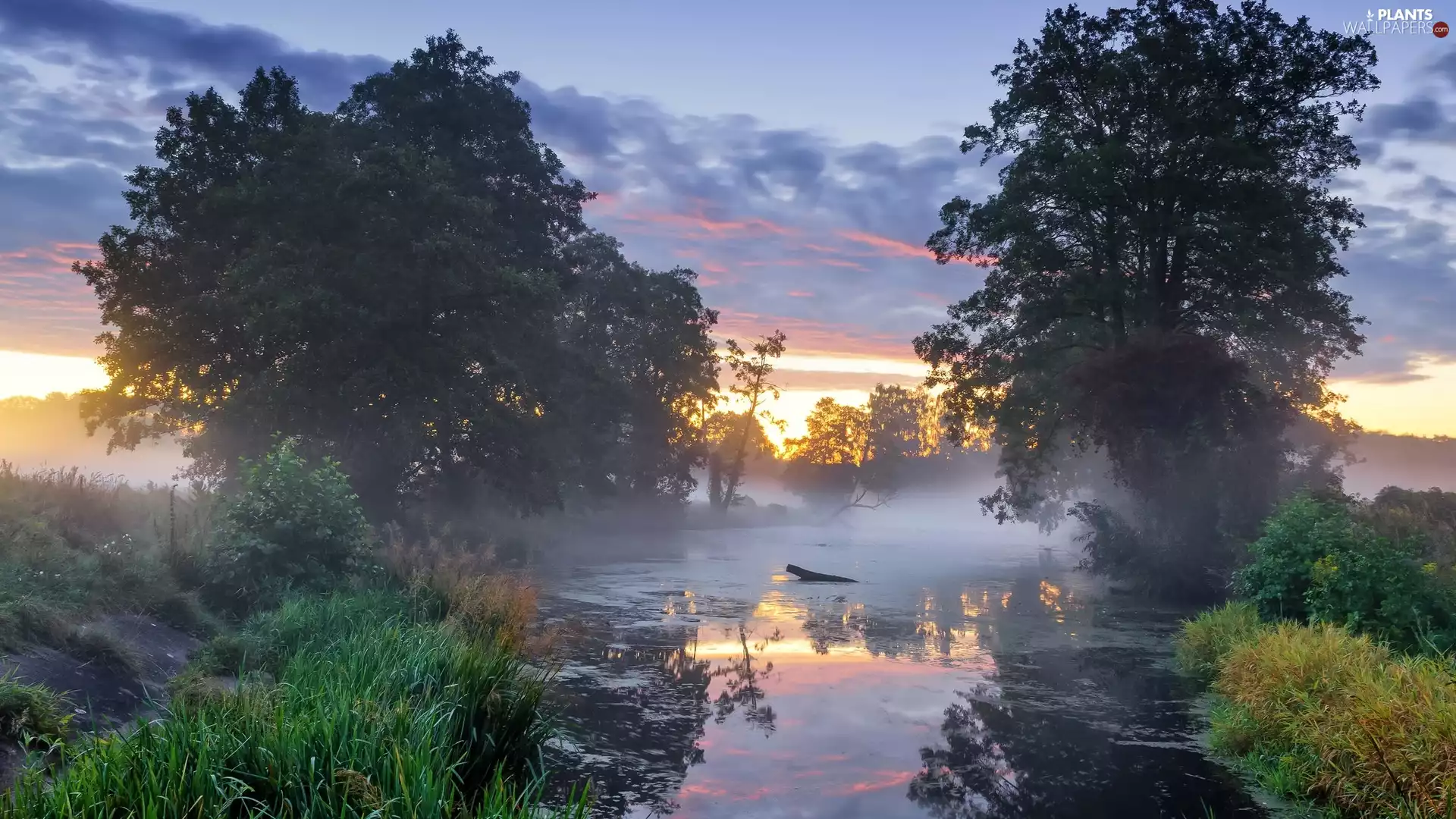 morning, Fog, viewes, Plants, trees, River