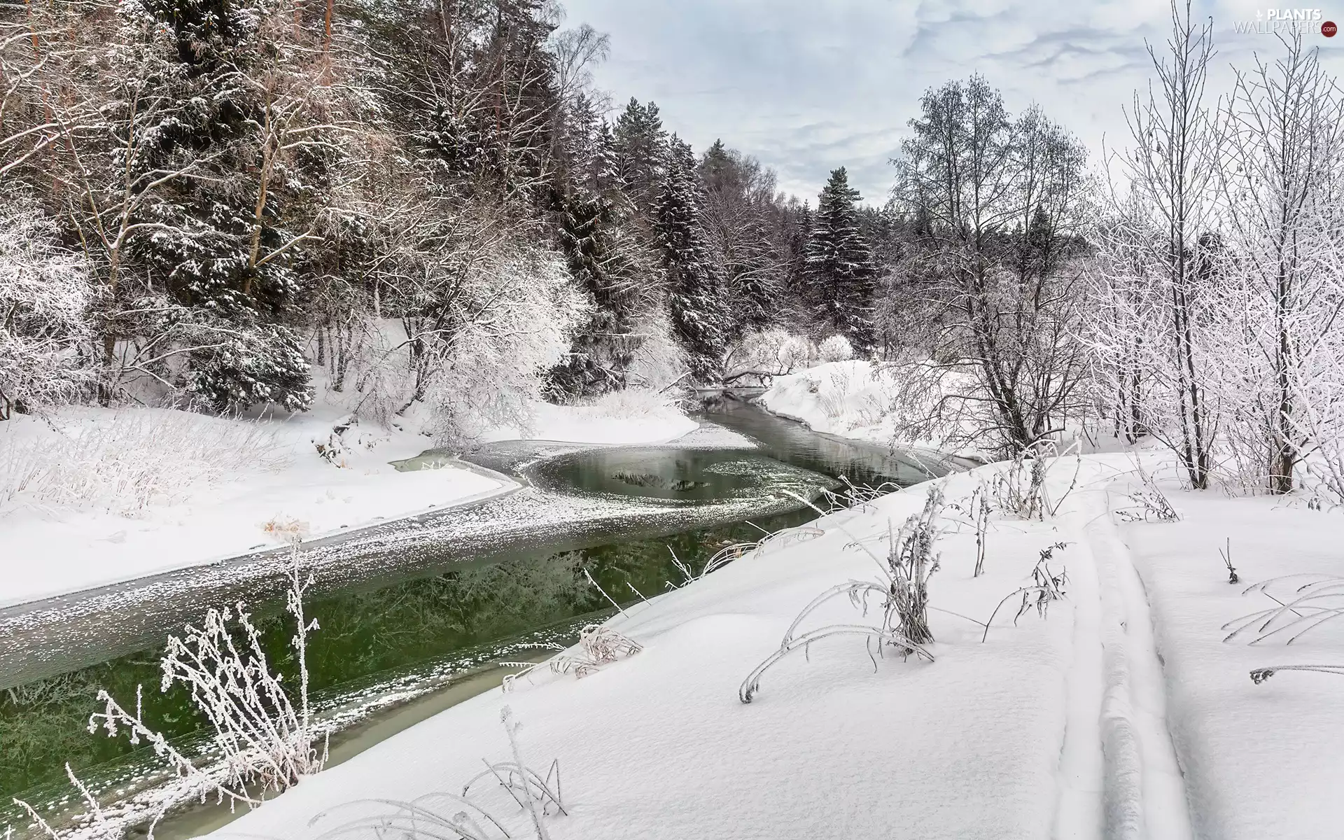 viewes, Plants, River, trees, winter