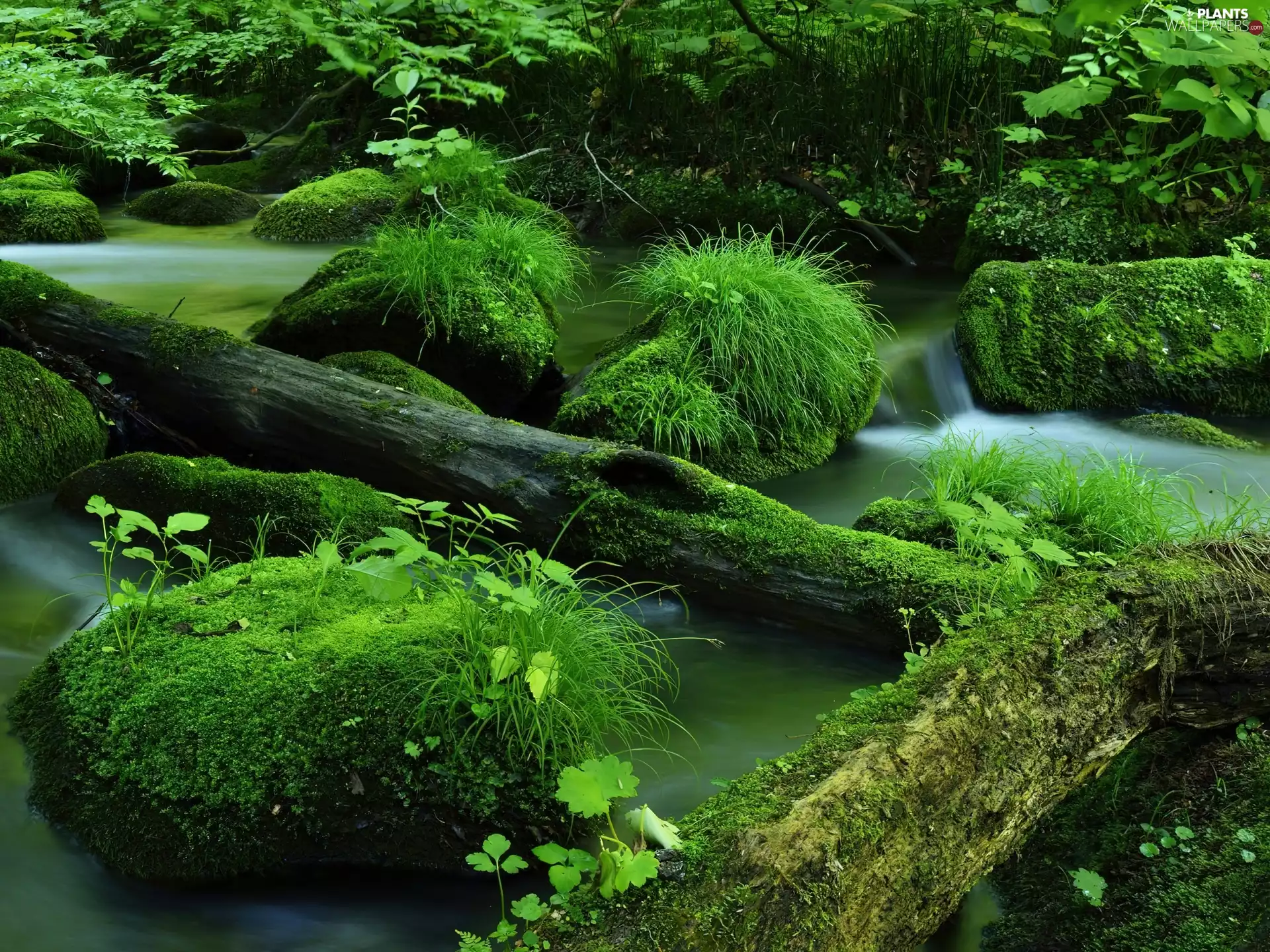 trees, Plants, rocks, Moss, River