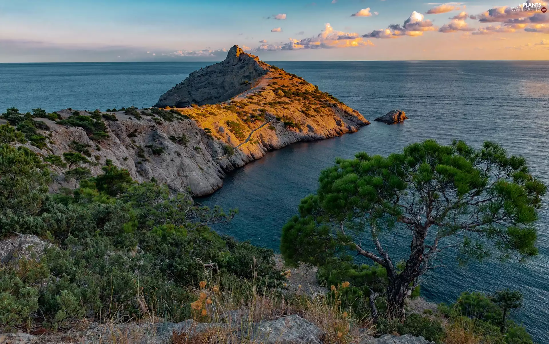 pine, Plants, Rocks, peninsula, sea