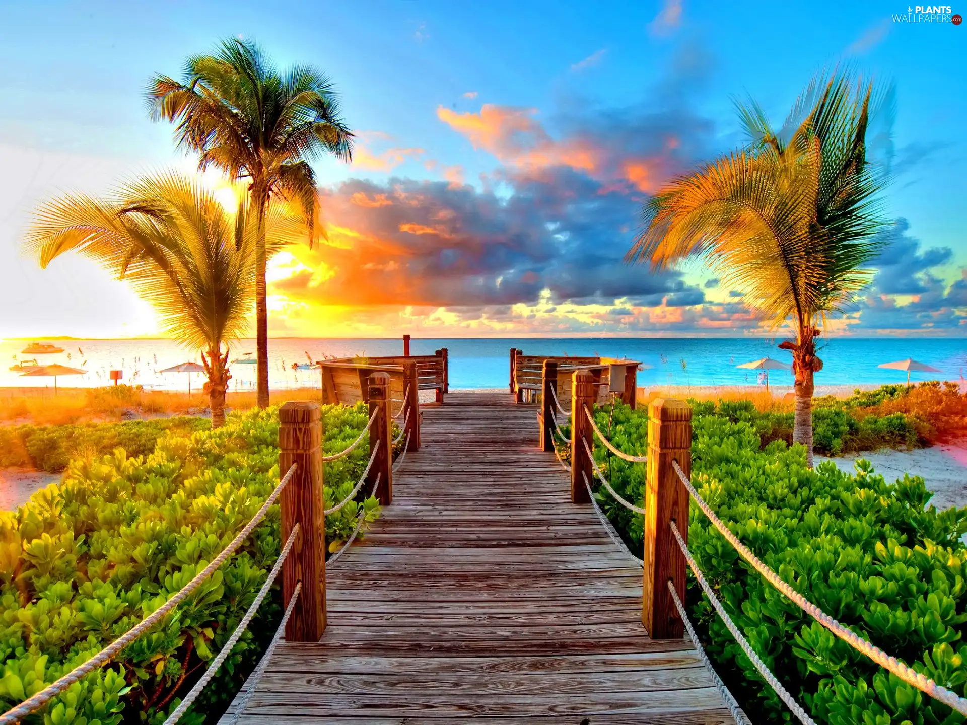 sea, pier, Plants, Palms