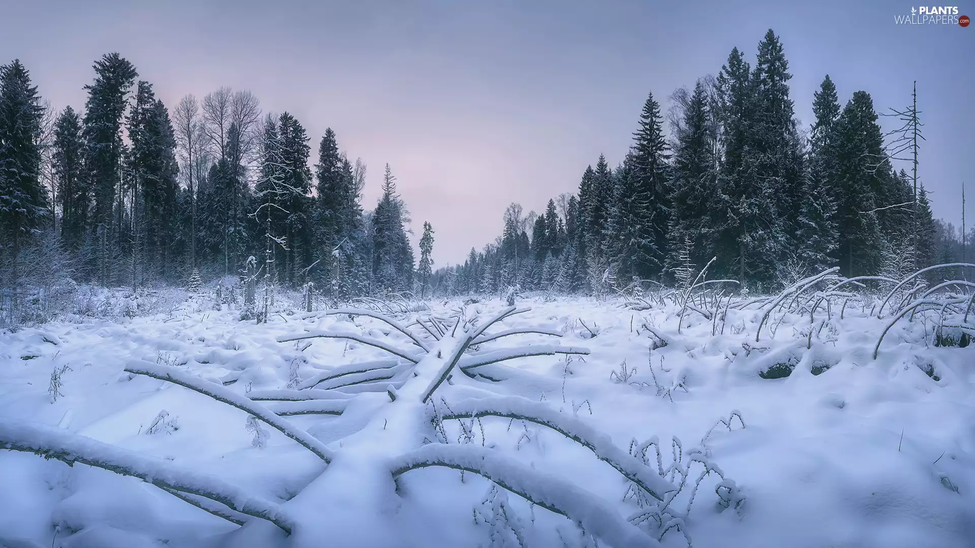 trees, winter, Snowy, Plants, viewes, snow