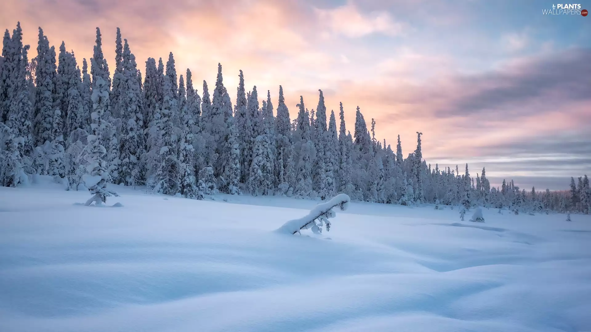 Snowy, winter, viewes, Plants, trees, snow