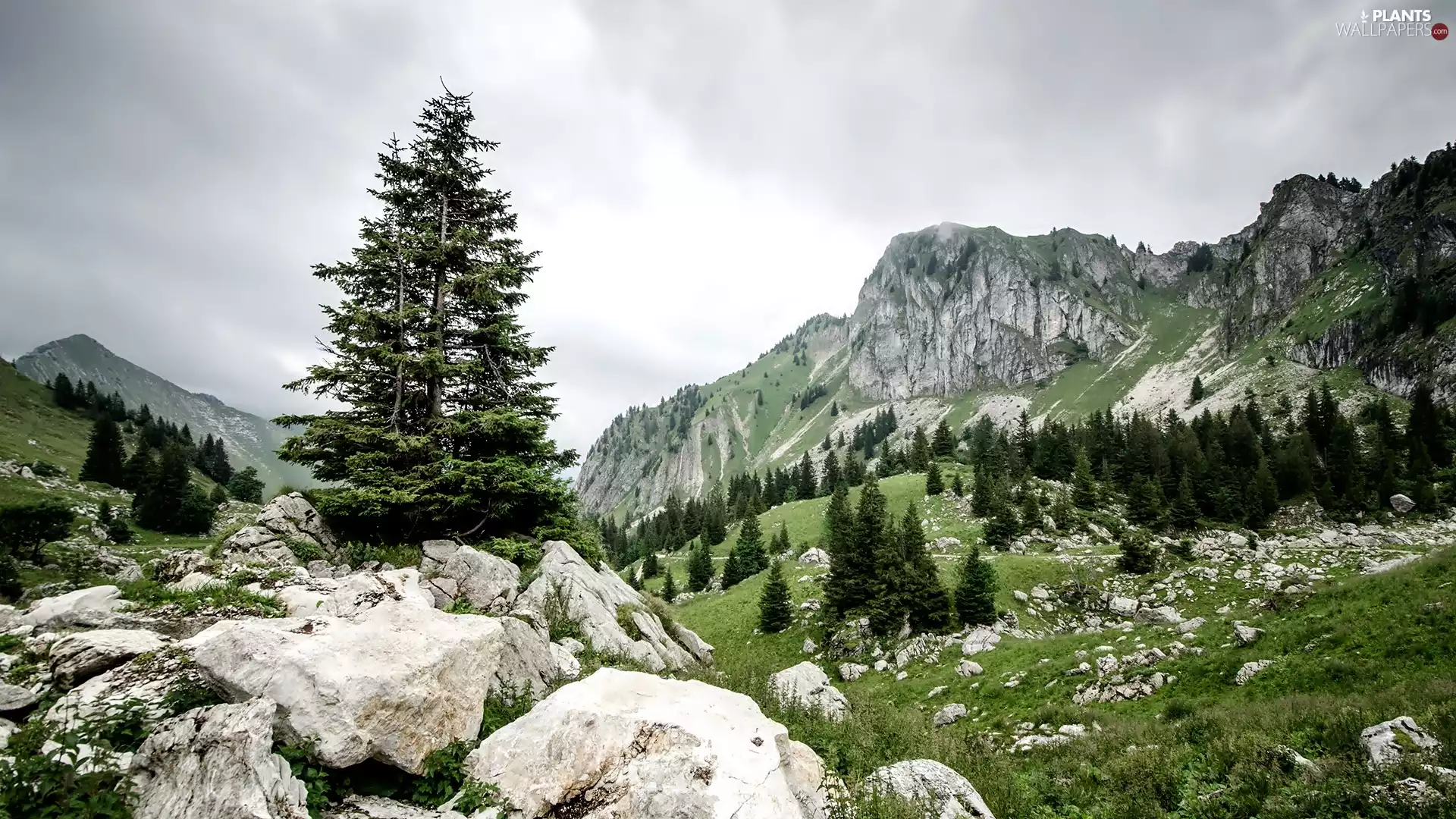 Plants, rocks, Spruces