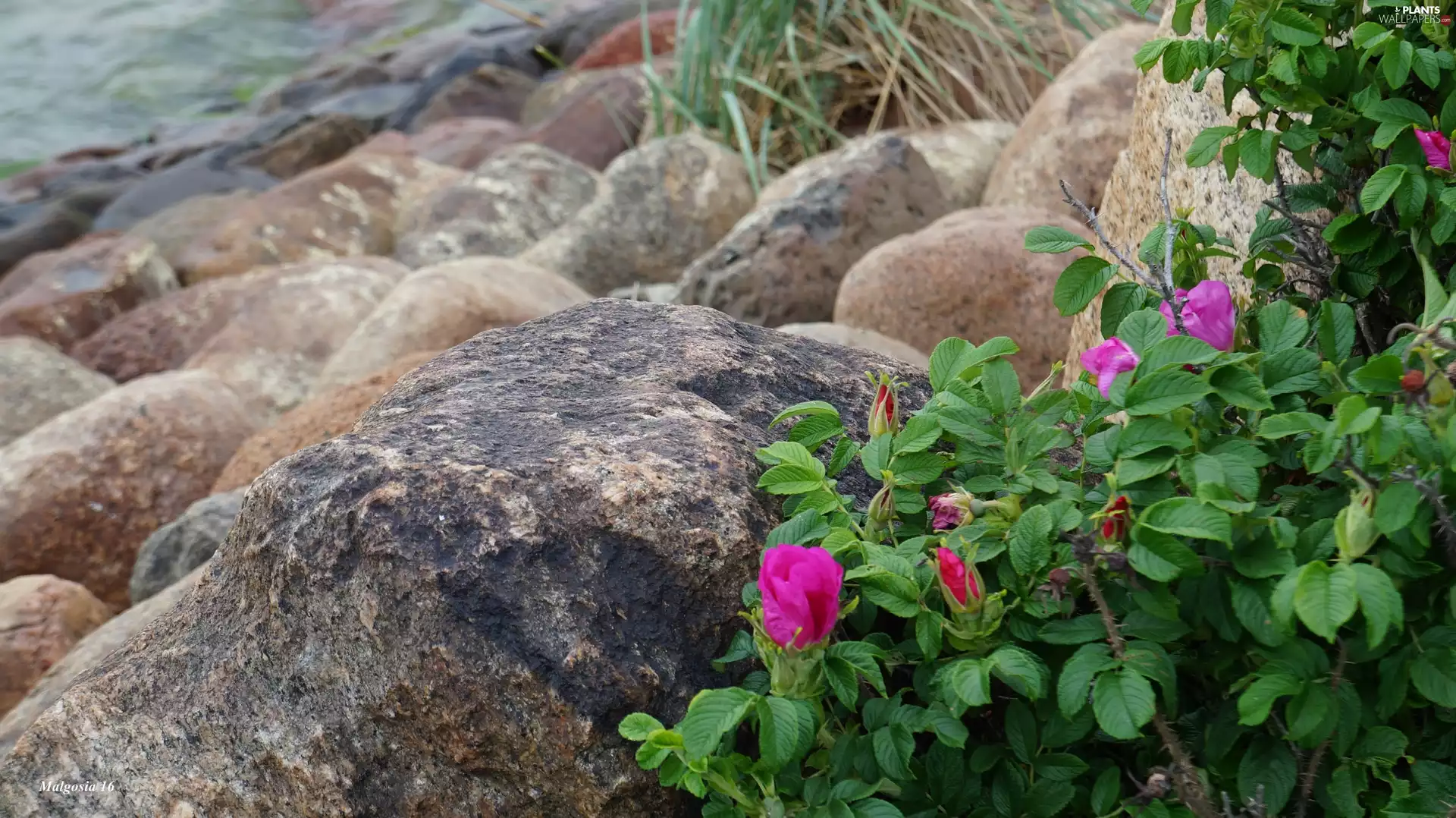 Stones, Flowers, Briar, Plants