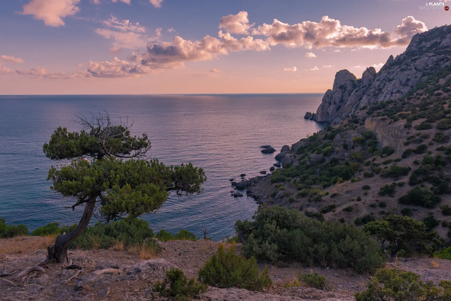 coast, Great Sunsets, trees, clouds, sea, rocks, Plants