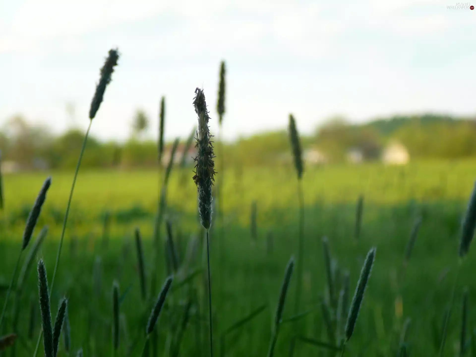 Timothy Grass, nature, Plants