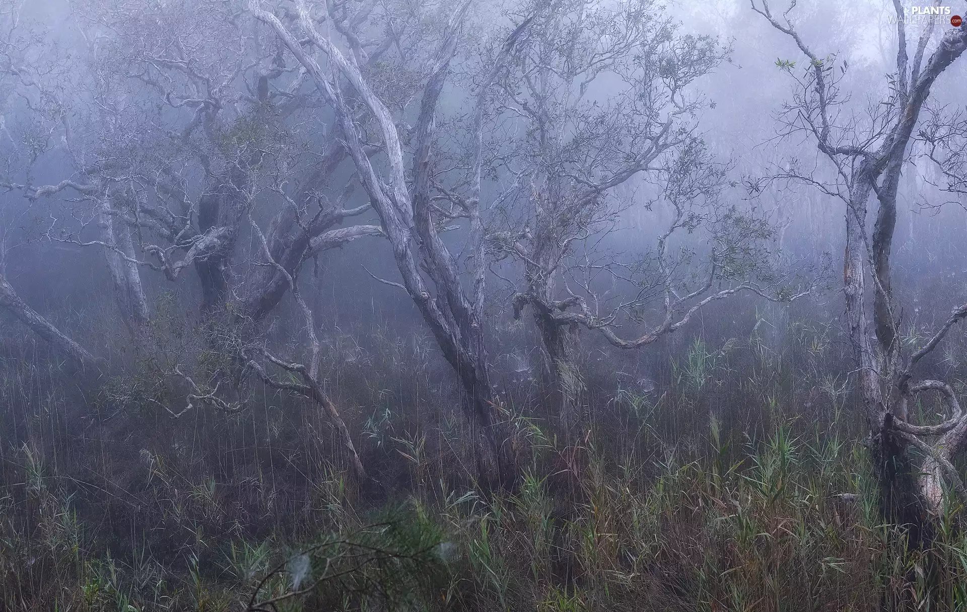 viewes, forest, cane, Plants, Fog, trees