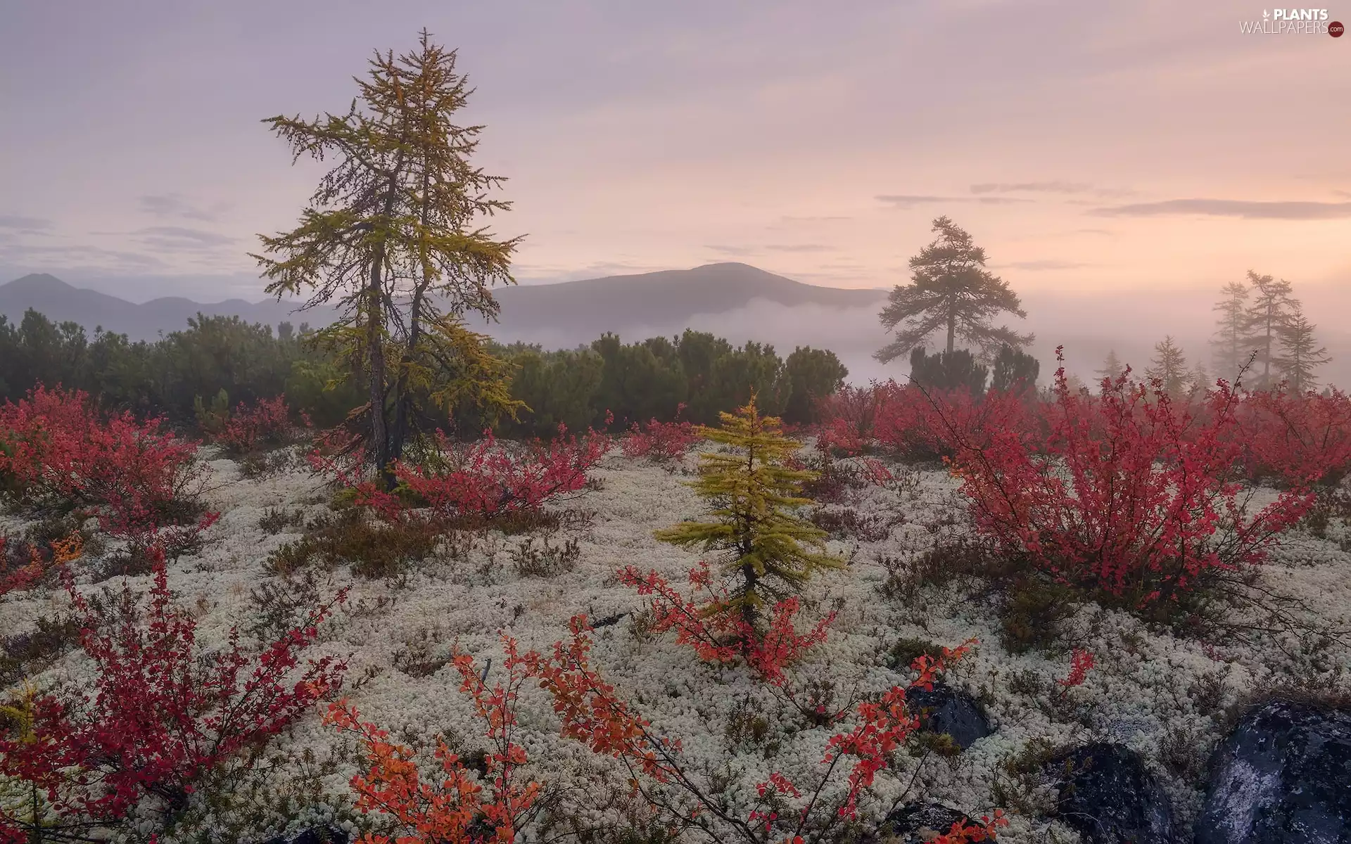 viewes, autumn, Fog, Plants, VEGETATION, trees