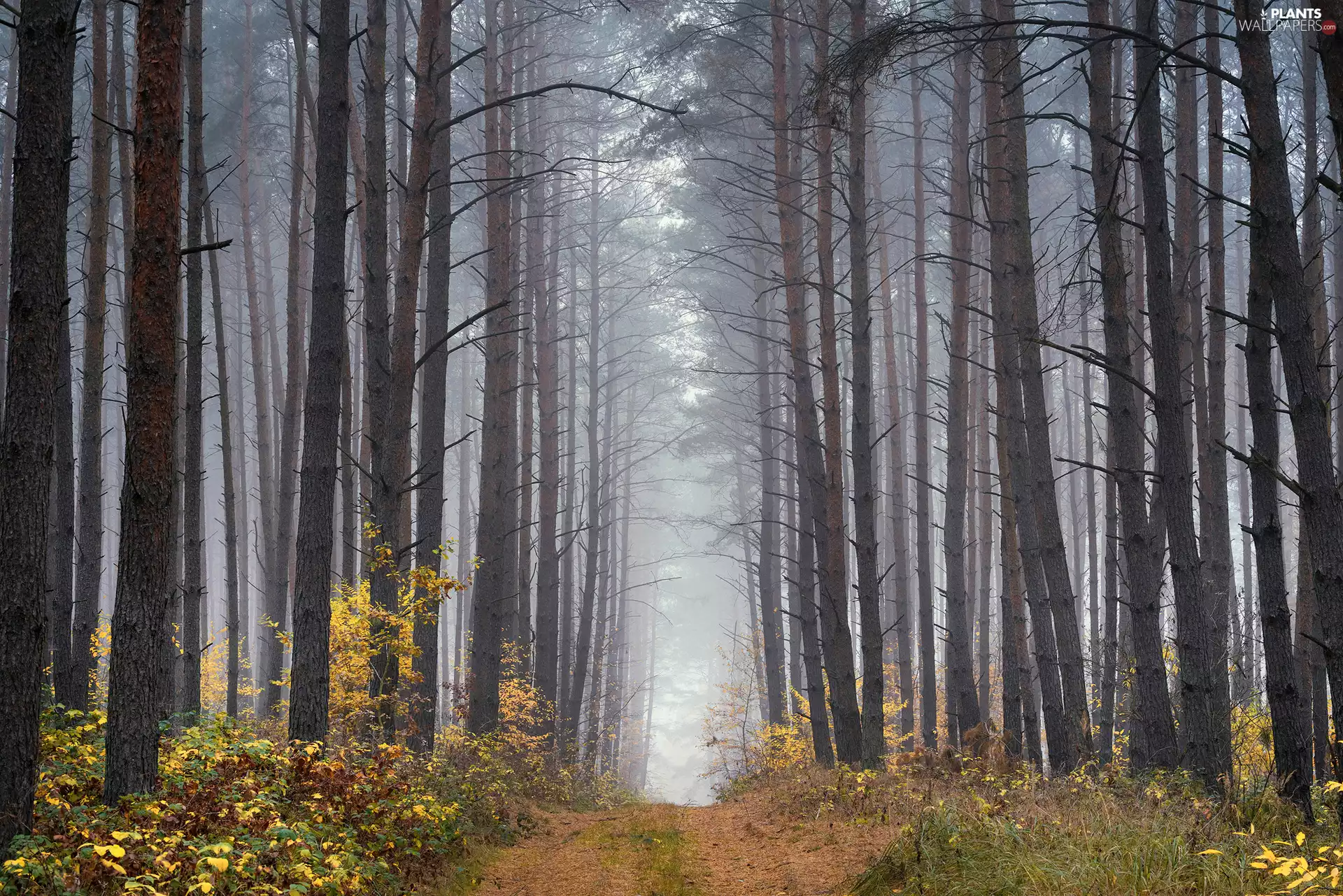 viewes, forest, Fog, Plants, Way, trees