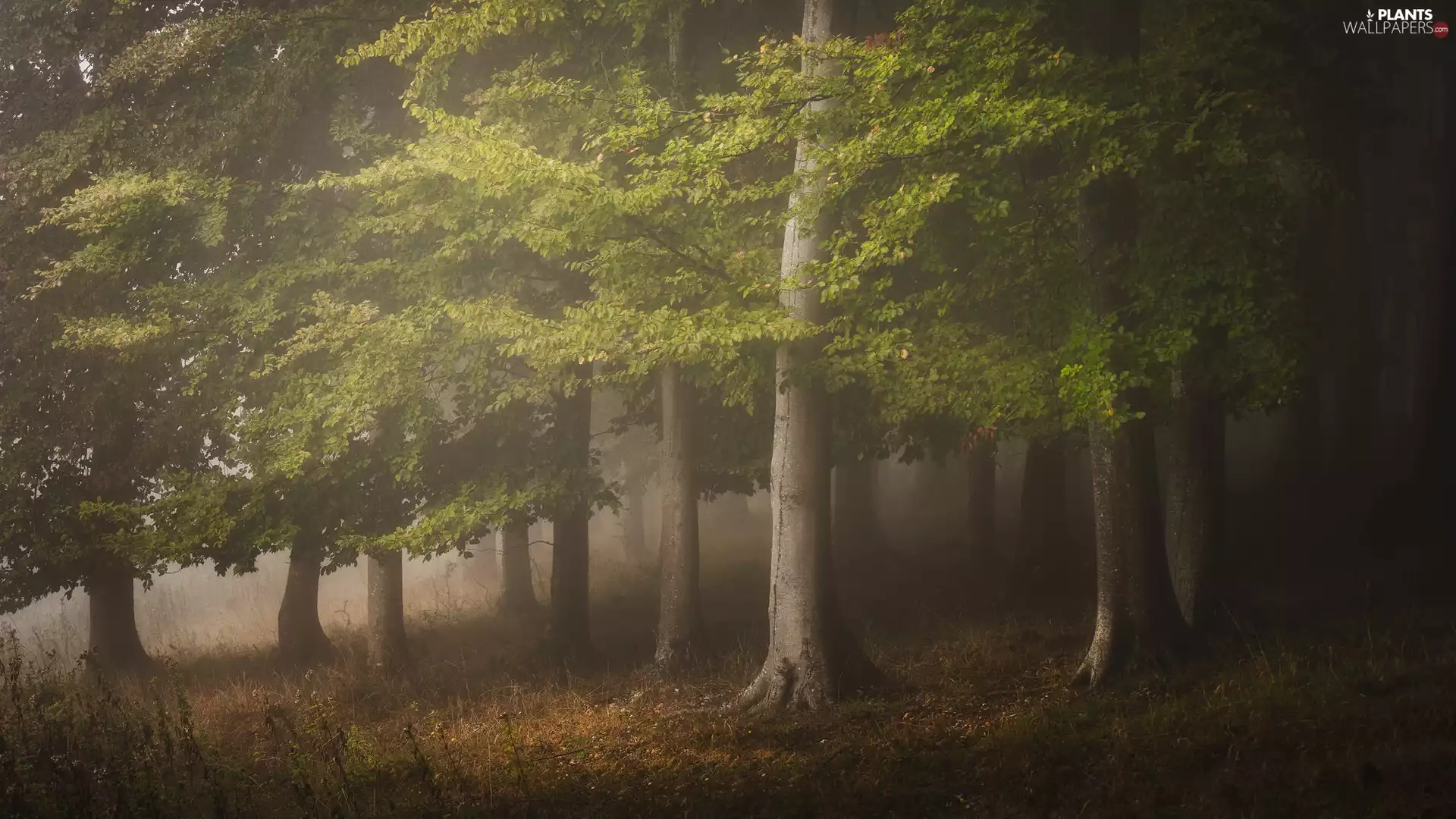 Fog, Plants, trees, viewes, forest
