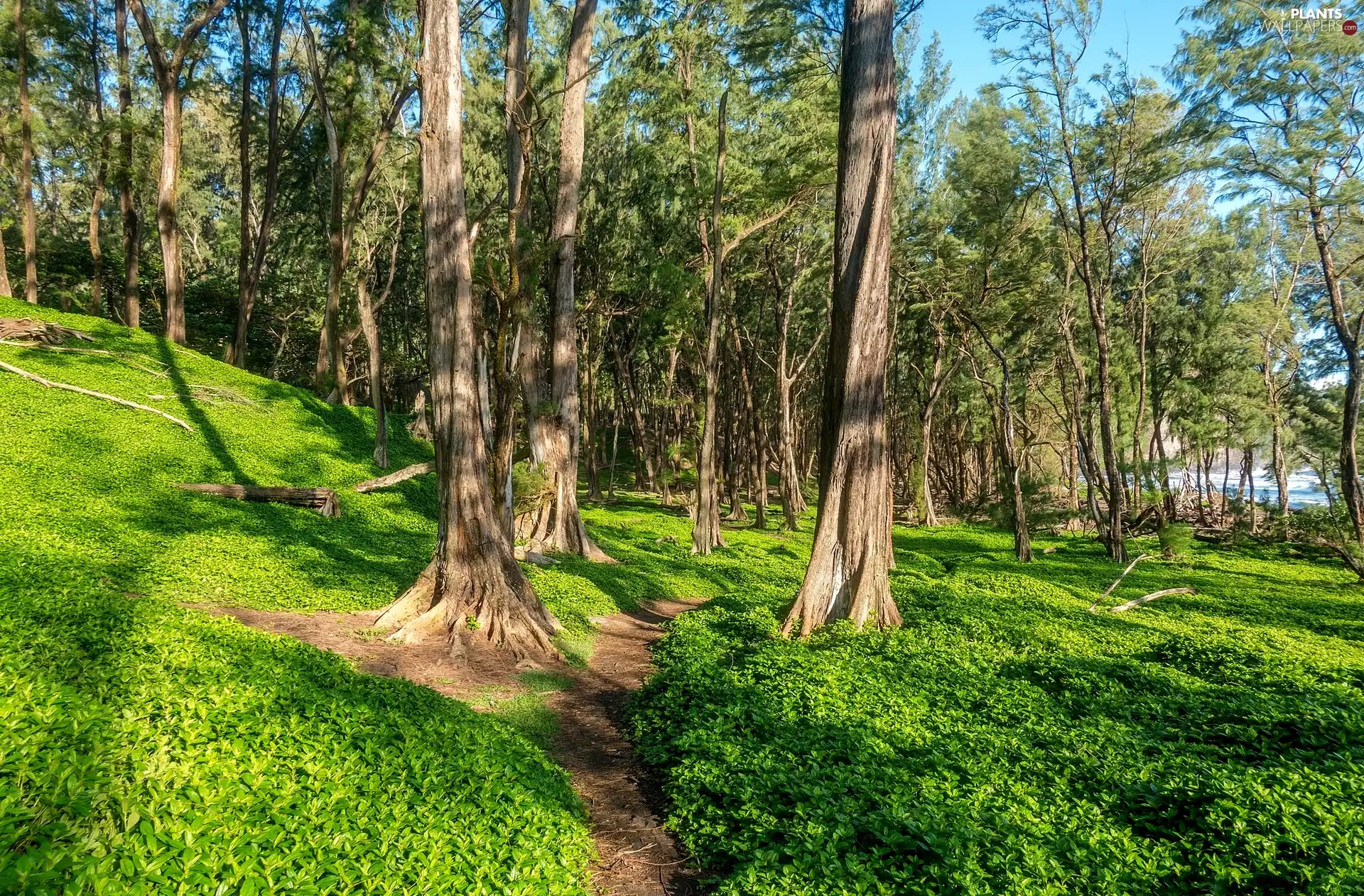 Path, Plants, trees, viewes, forest