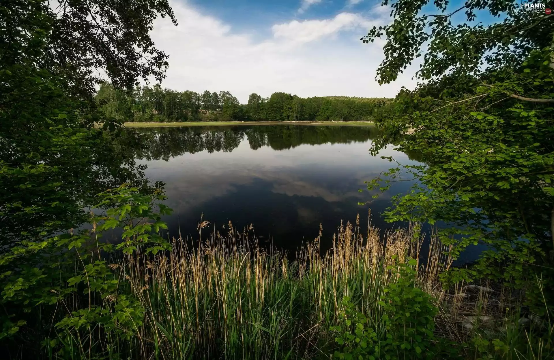 cane, Plants, trees, viewes, lake