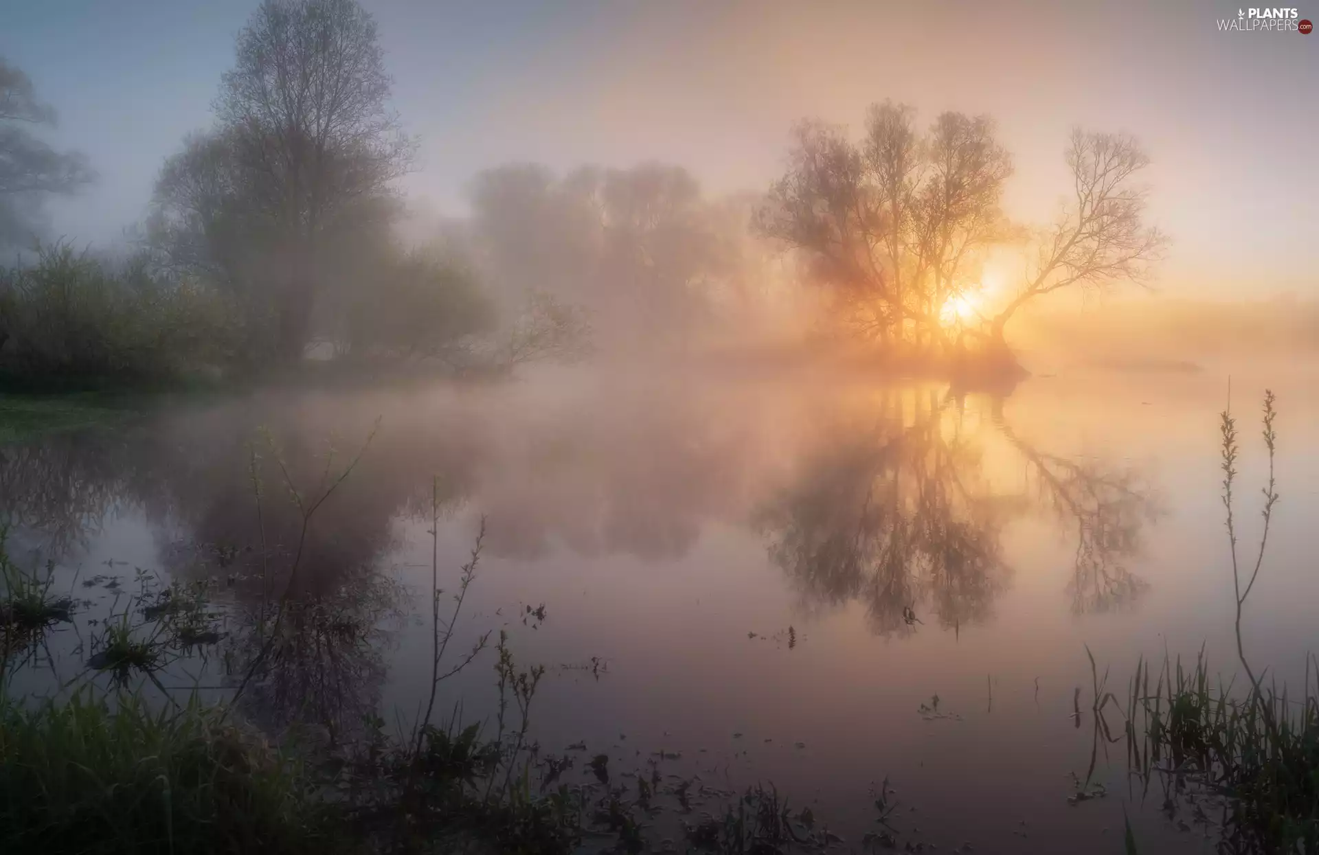 Fog, Plants, trees, viewes, lake