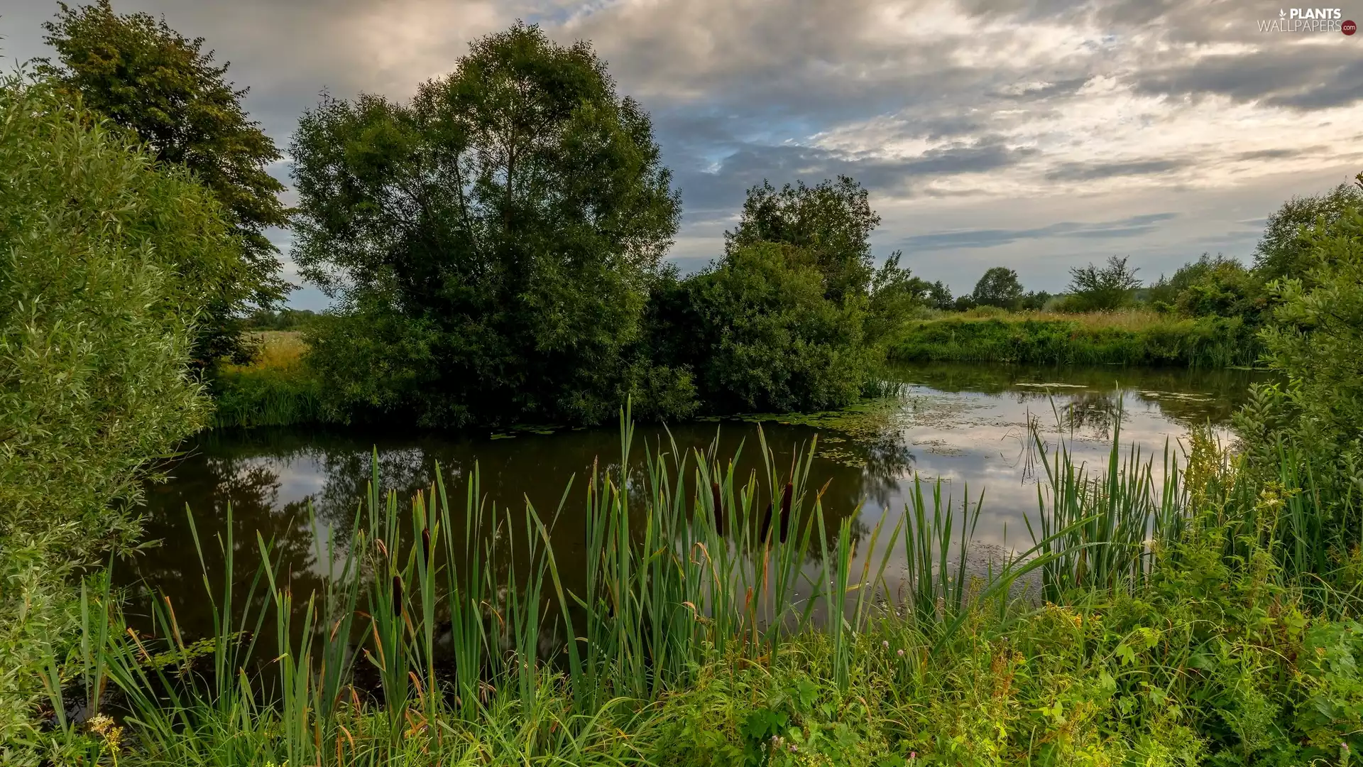 cane, Plants, trees, viewes, River