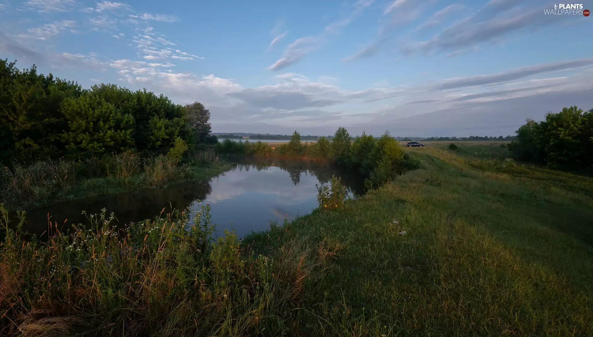 grass, Plants, trees, viewes, River