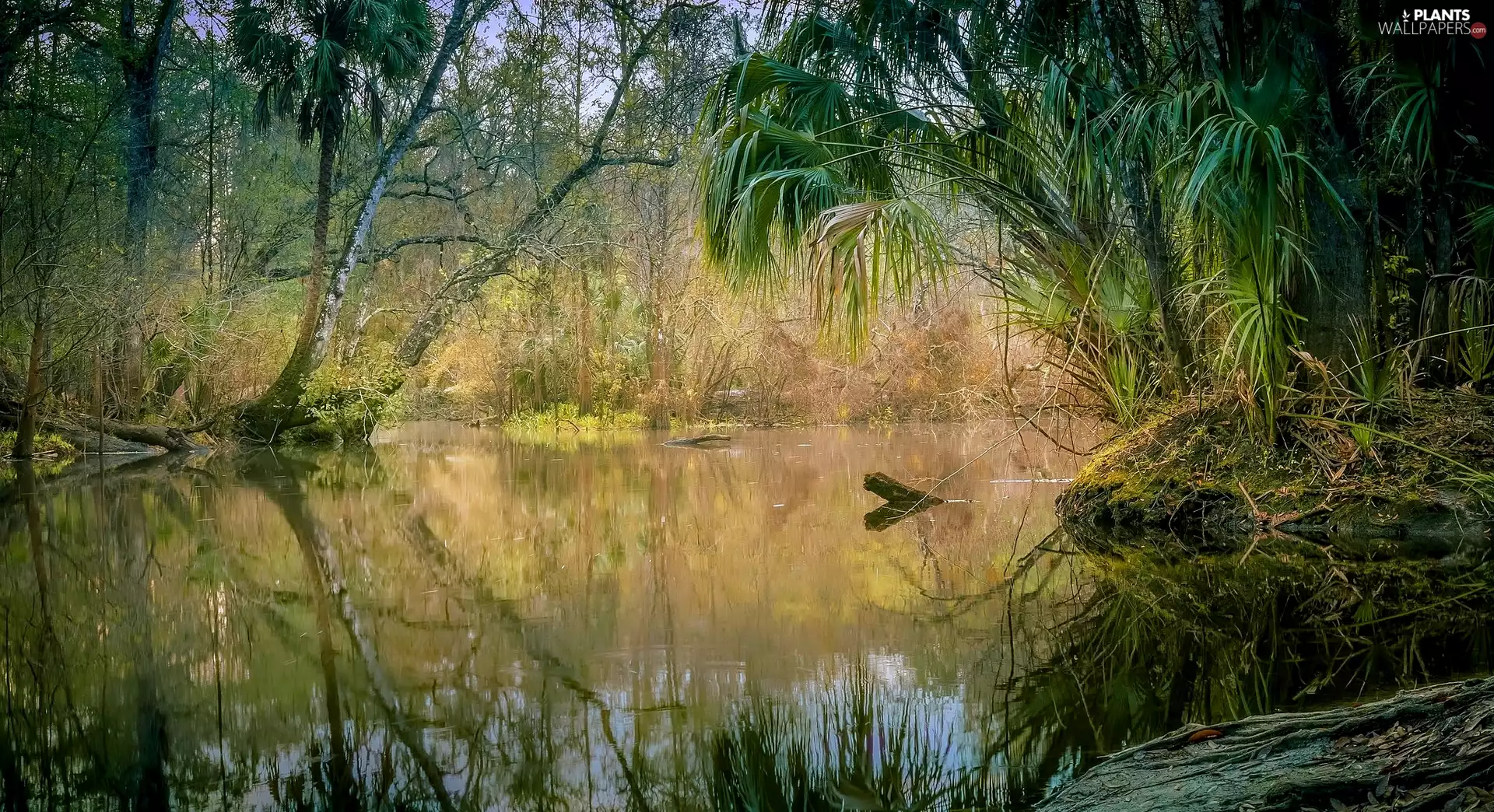 Palms, Plants, trees, viewes, River