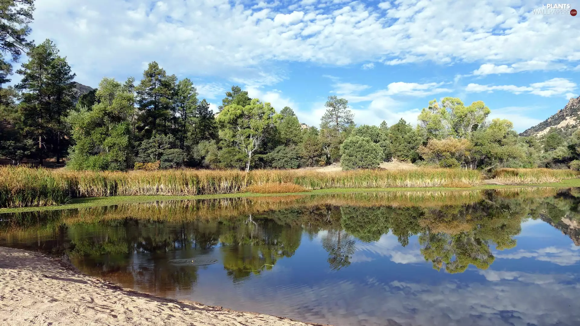 viewes, lake, Sand, Plants, rushes, trees