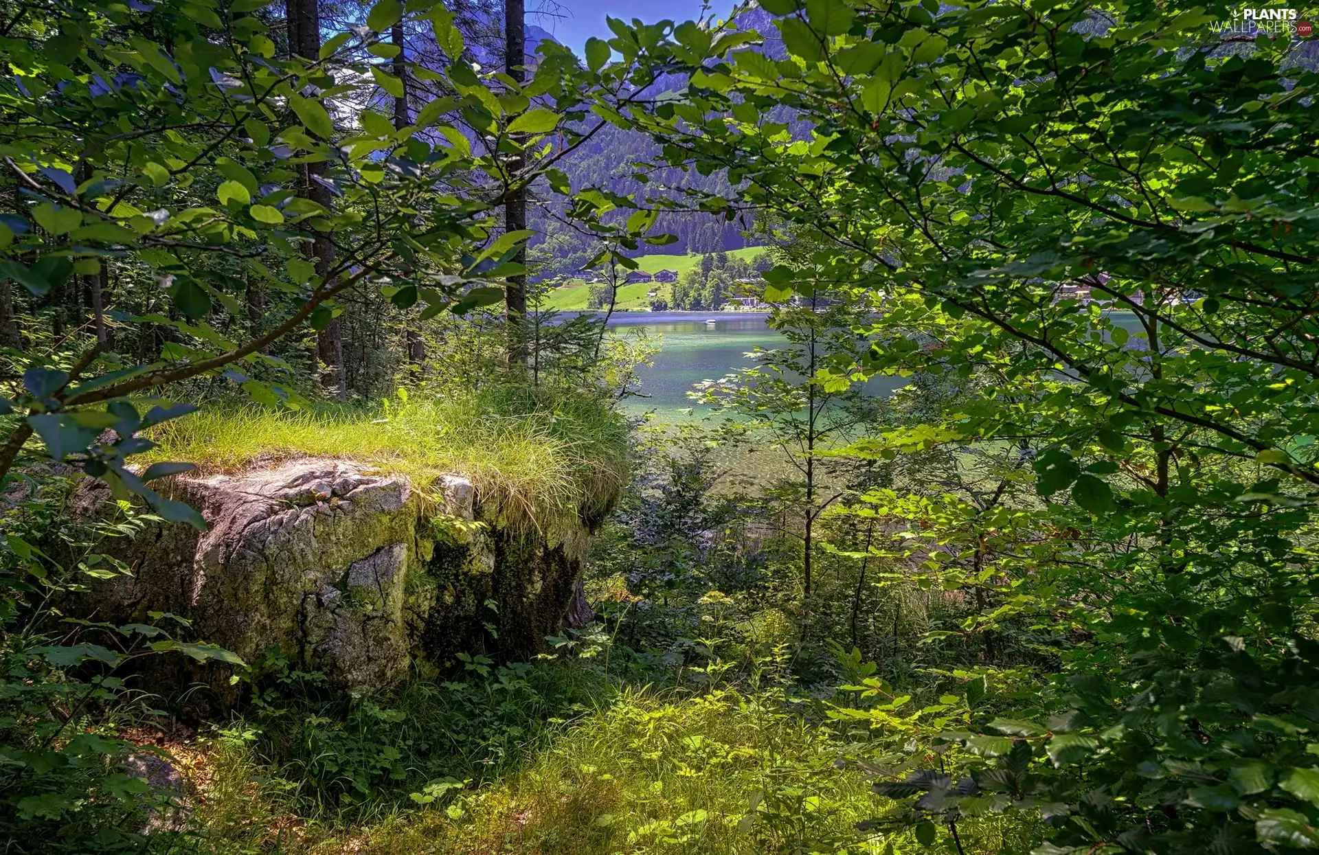 viewes, River, Stone, Plants, Rocks, trees