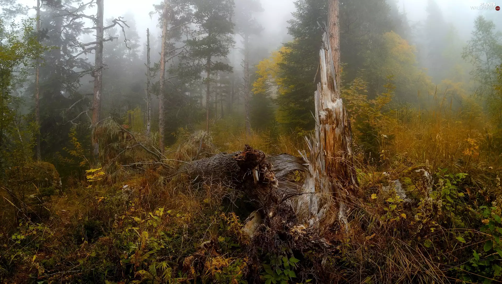 trees, viewes, trees, Fog, fallen, forest, autumn, Plants