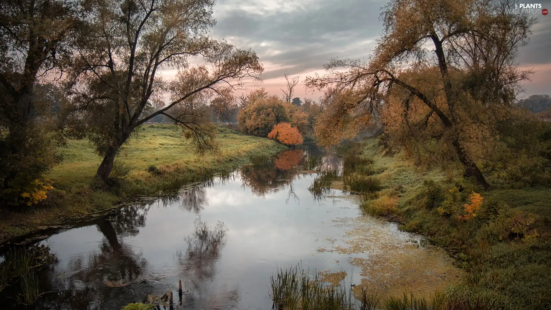 viewes, River, Yellowed, Plants, Bush, trees