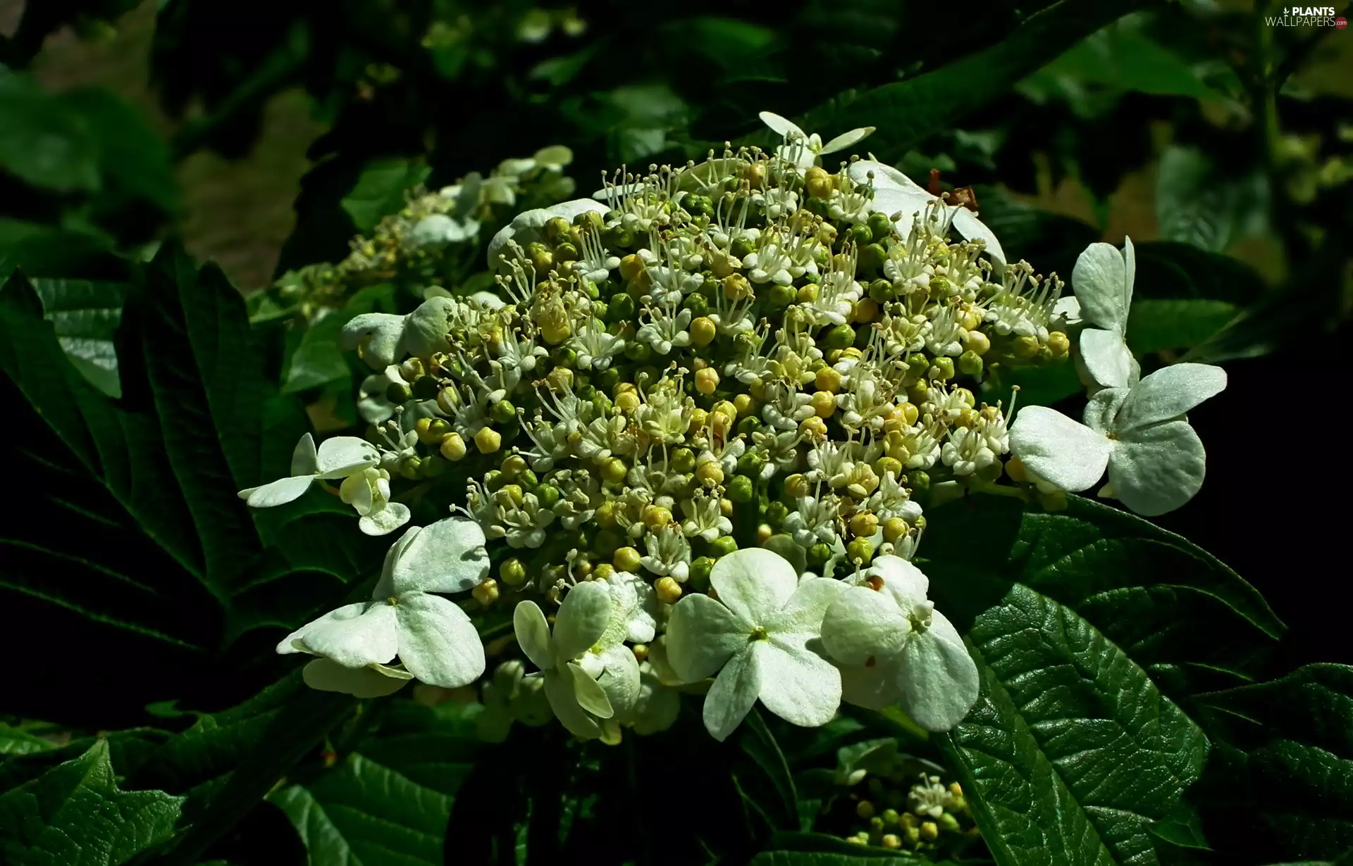 Plants, Viburnum