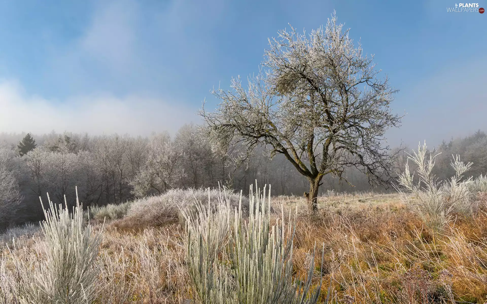 Frost, trees, Hill, Plants, grass, viewes