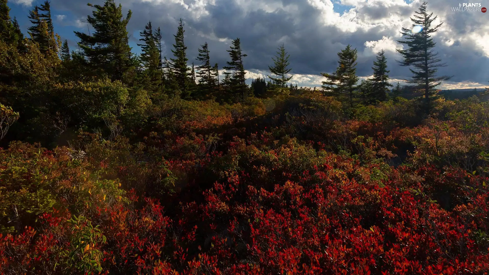 Bush, Plants, viewes, color, trees