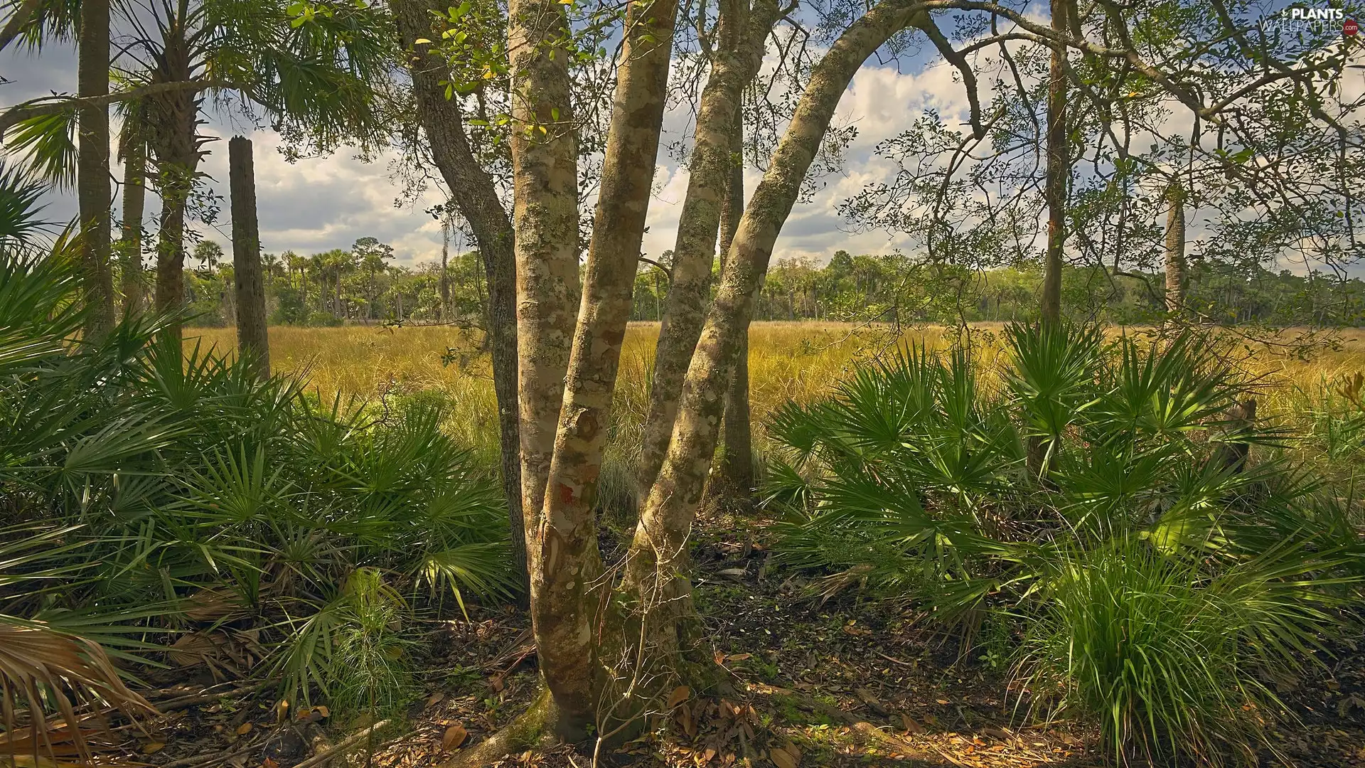 Palms, Plants, viewes, Leaf, trees