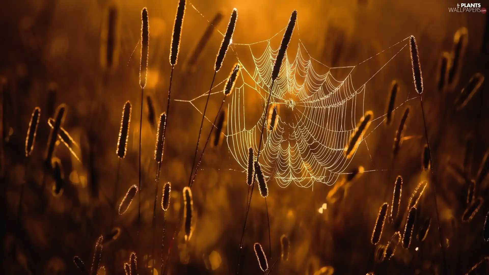 Plants, grass, Web