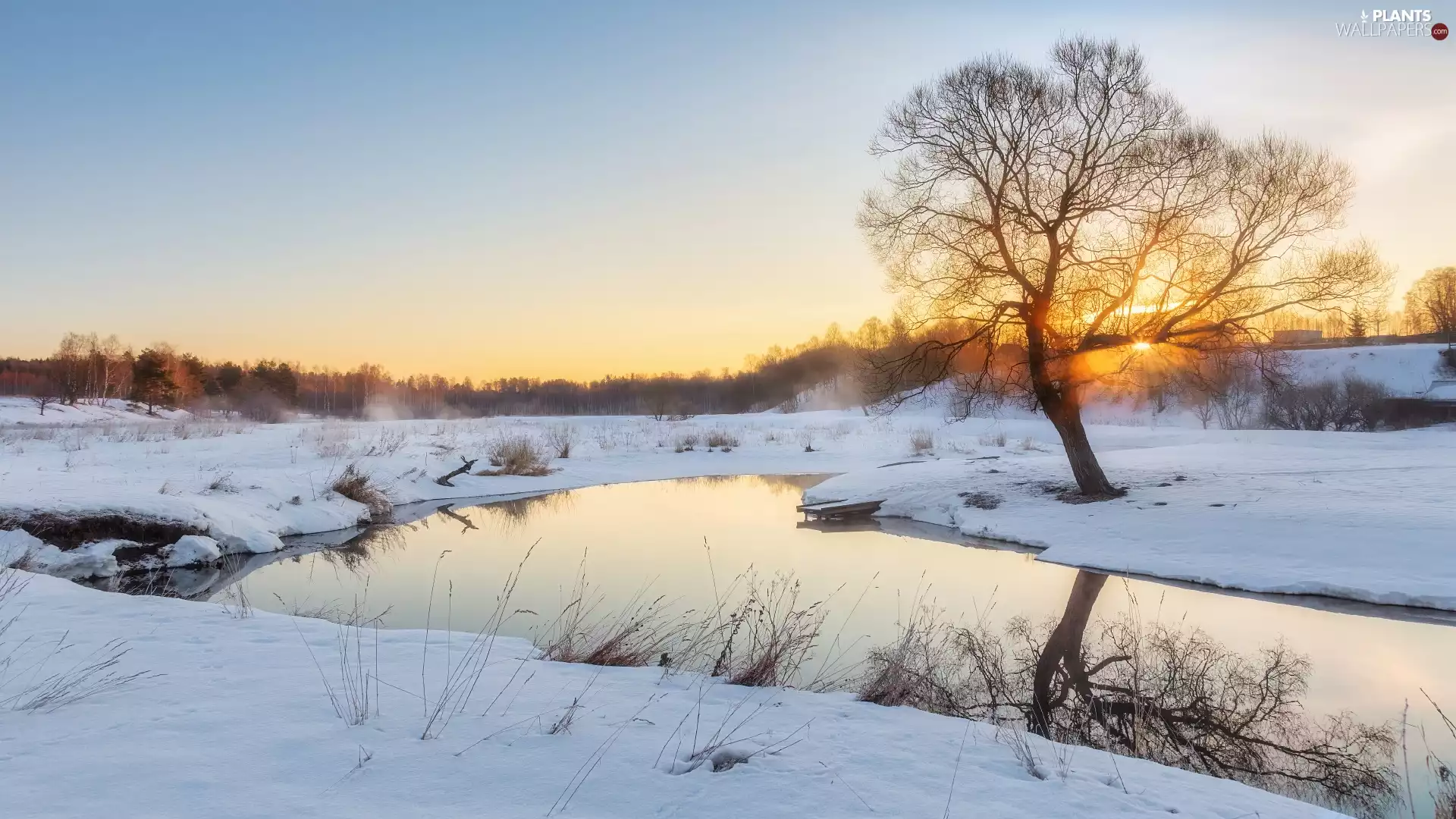 trees, winter, River, Platform, viewes, forest