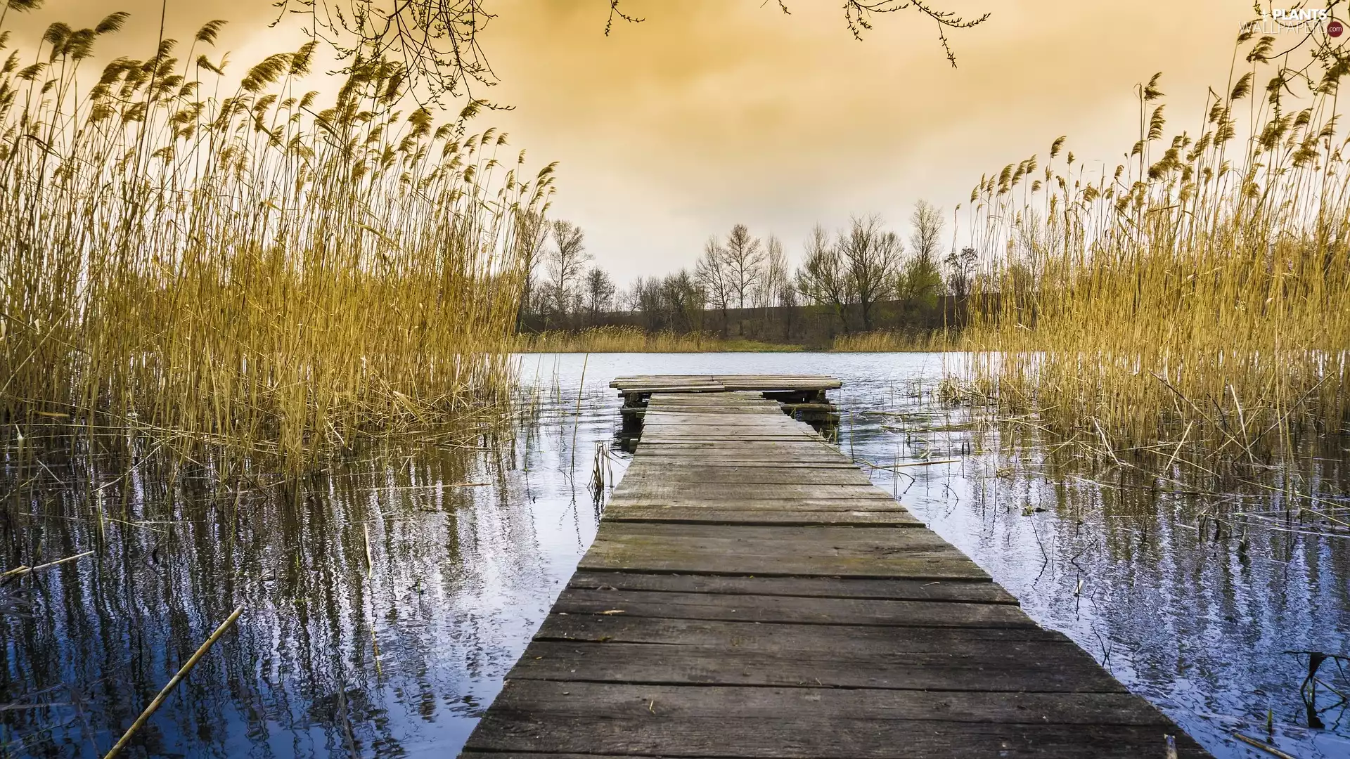 grass, Platform, rushes, cane, lake