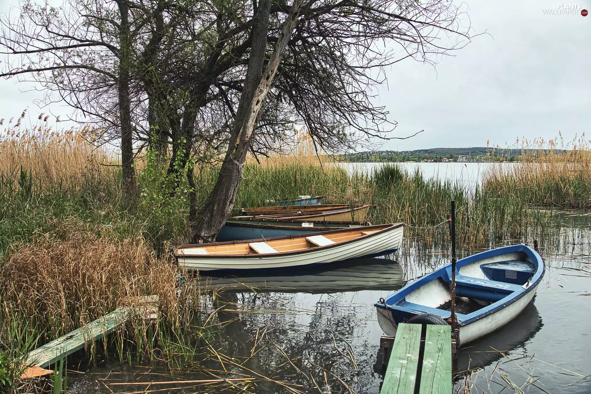 trees, boats, lake, Platform, viewes, rushes