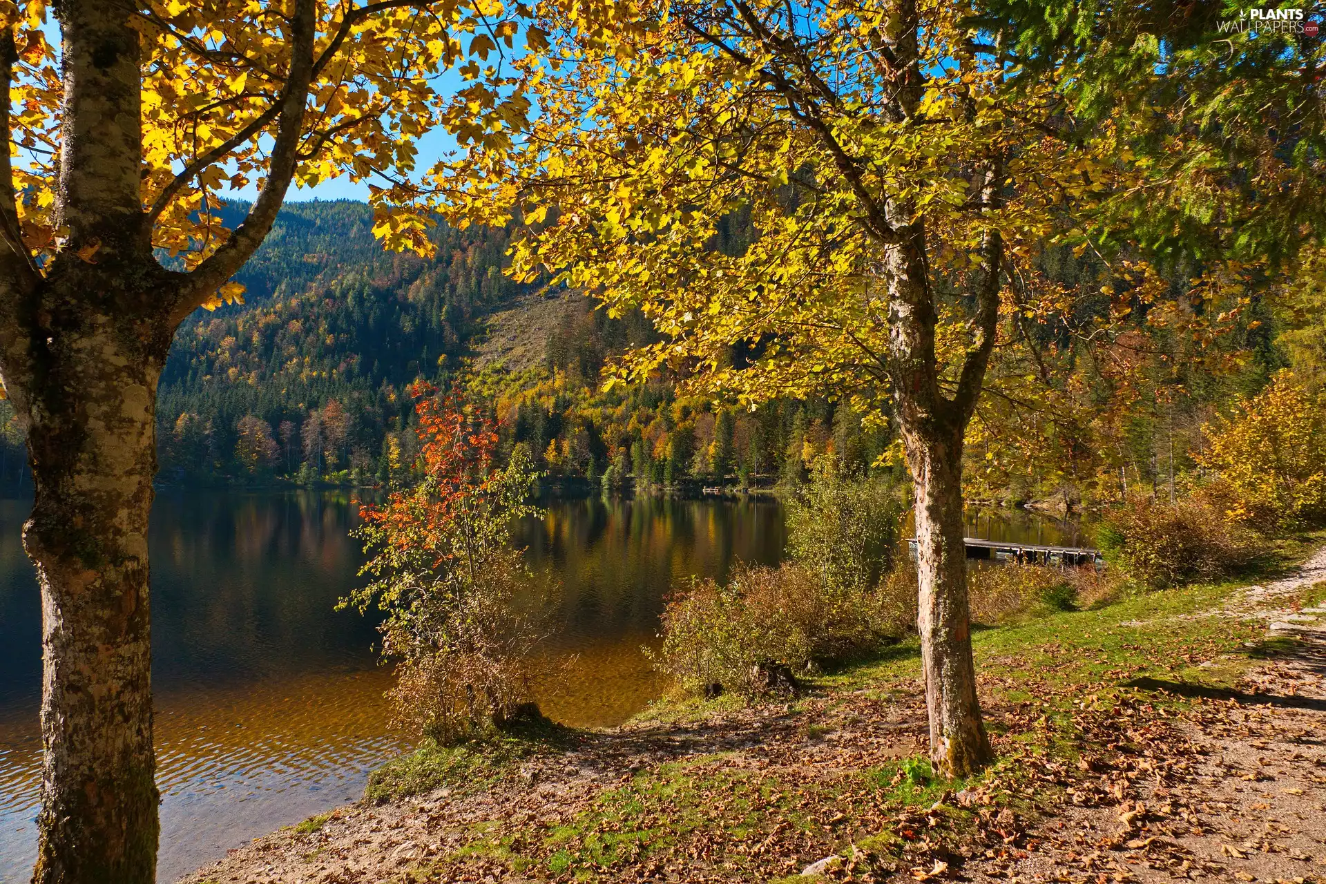 viewes, autumn, lake, Platform, forest, trees