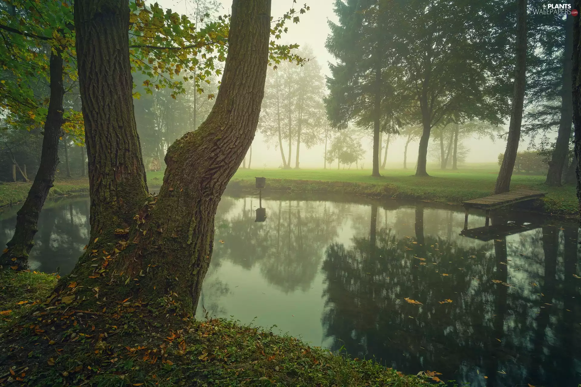 Fog, Park, viewes, Platform, trees, Pond - car