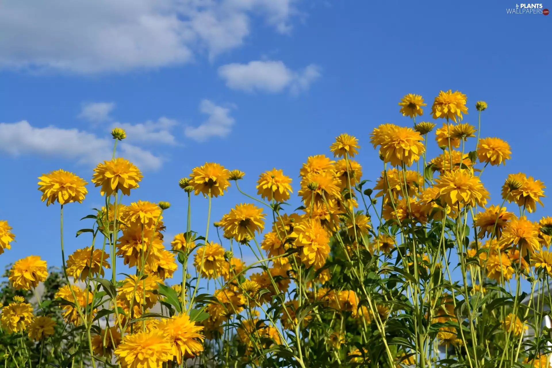 Pleniflora, Yellow, Flowers