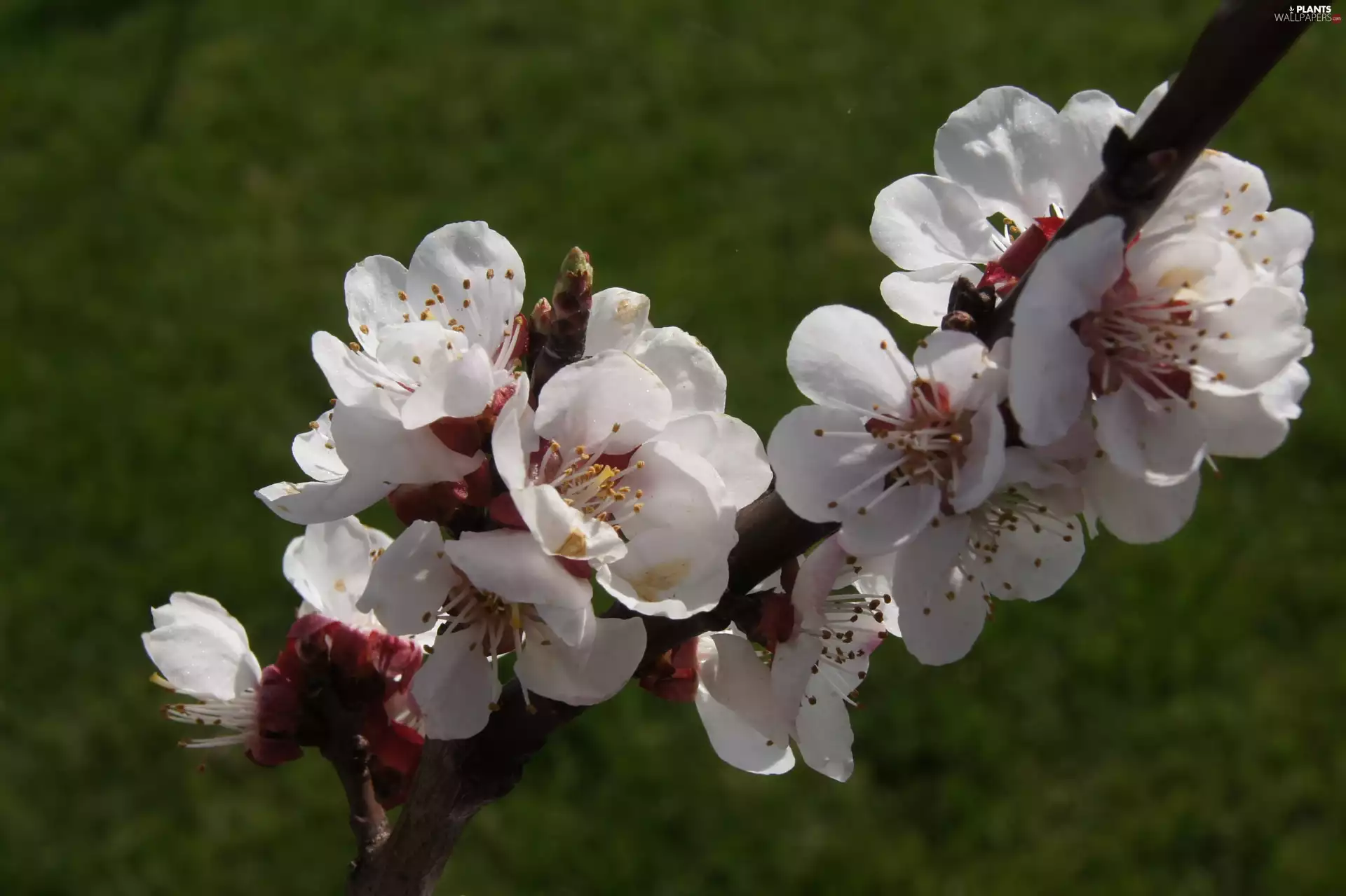 Fruit Tree, Spring, plum